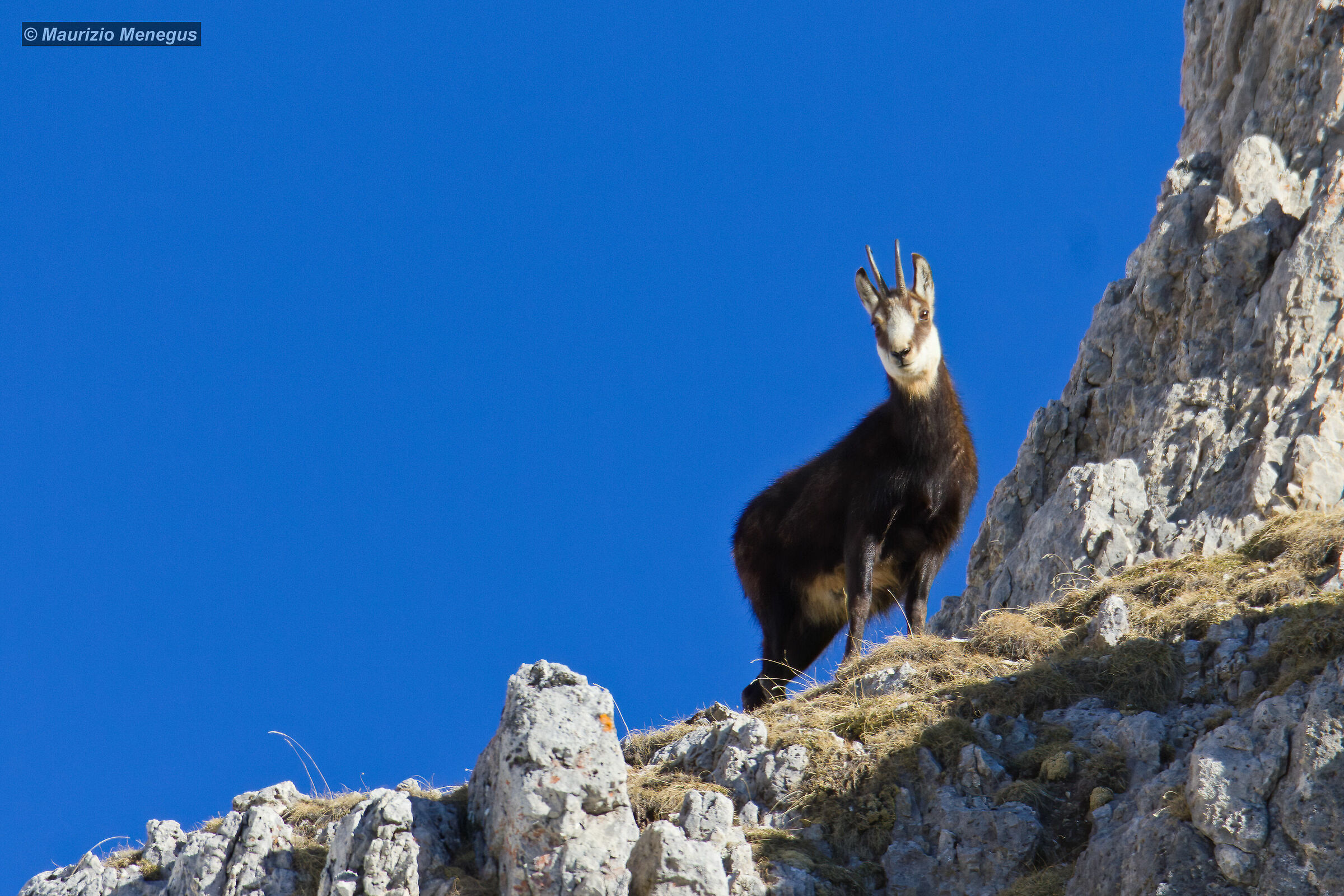 La femmina controlla dall'alto