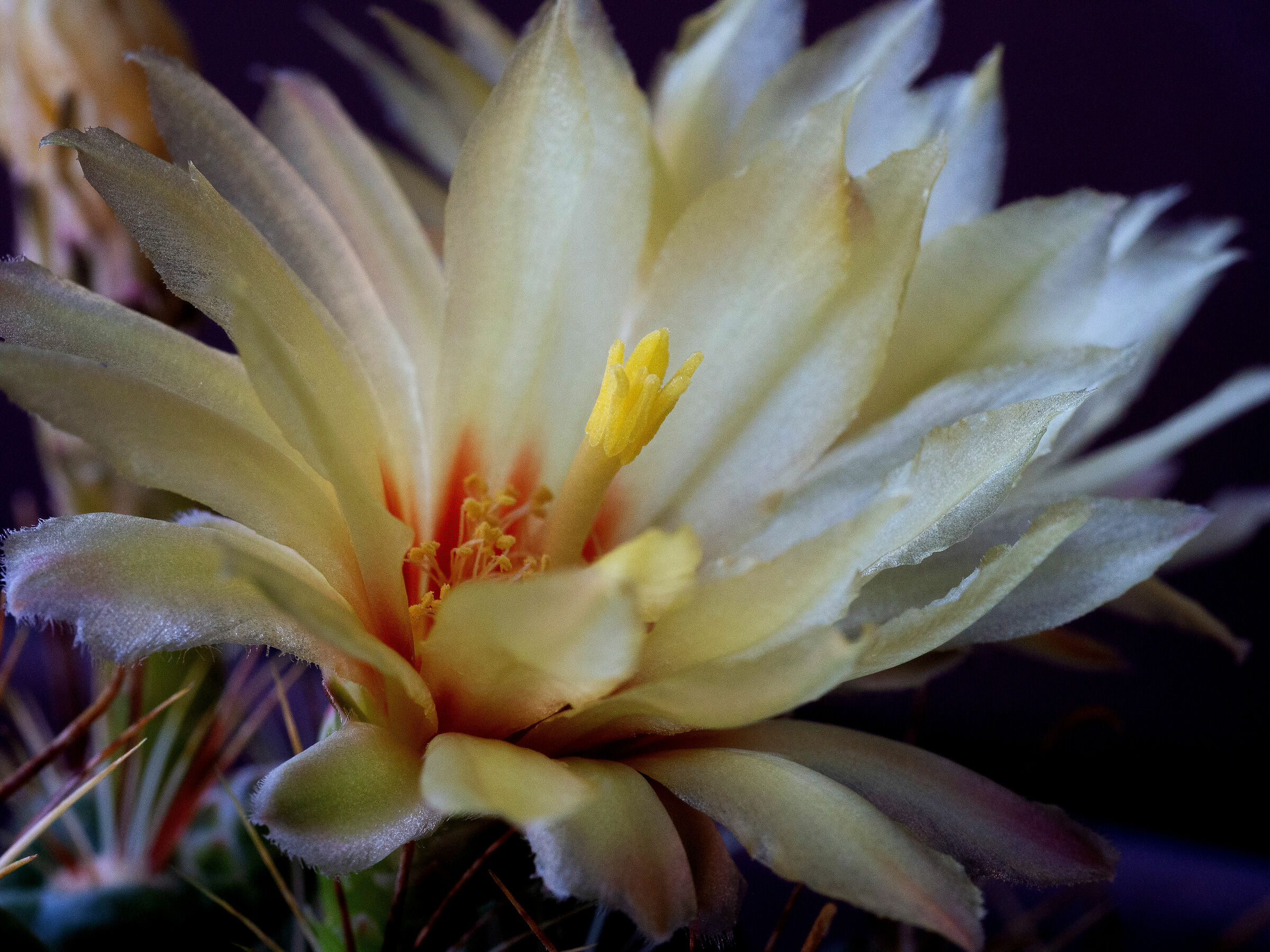 Cactus Flower