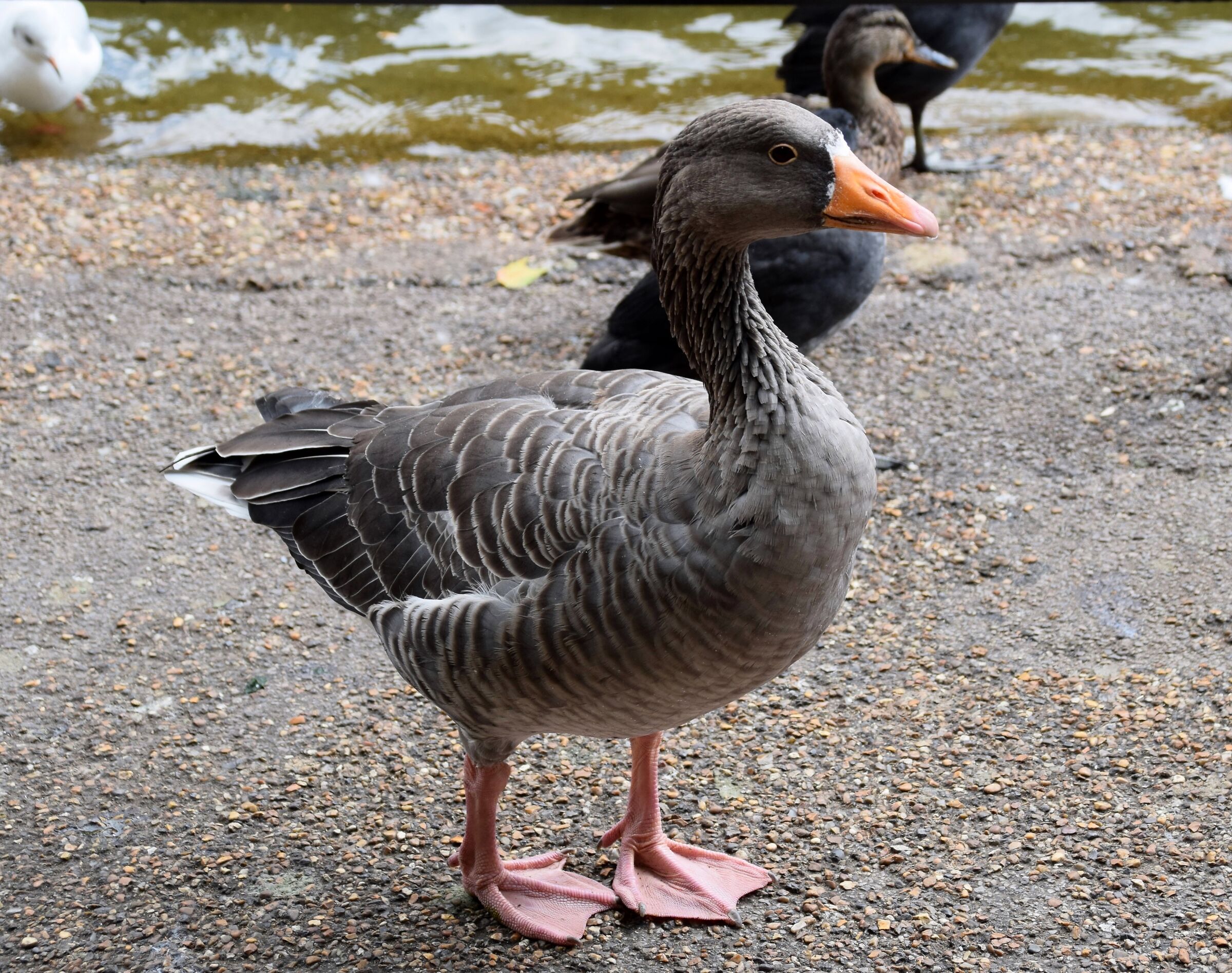 Allo stagno di St.James' Park
