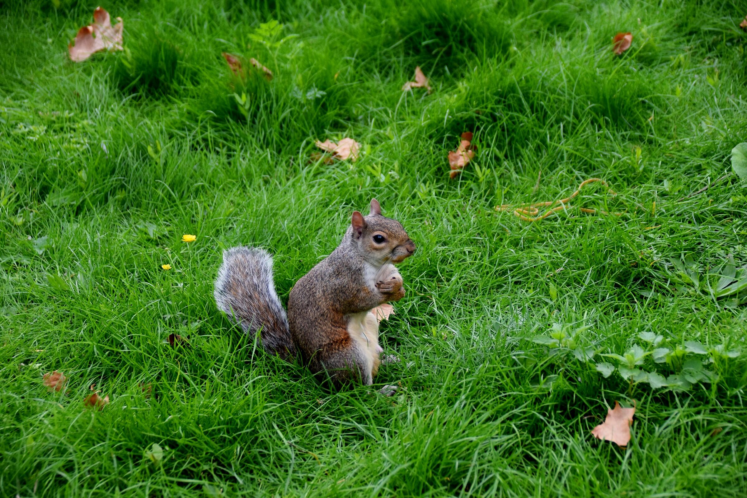 Ai giardini di St. James' Park