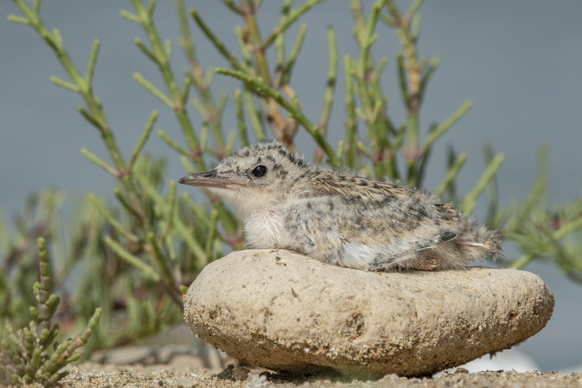 Pullo of Sterna common Sicily