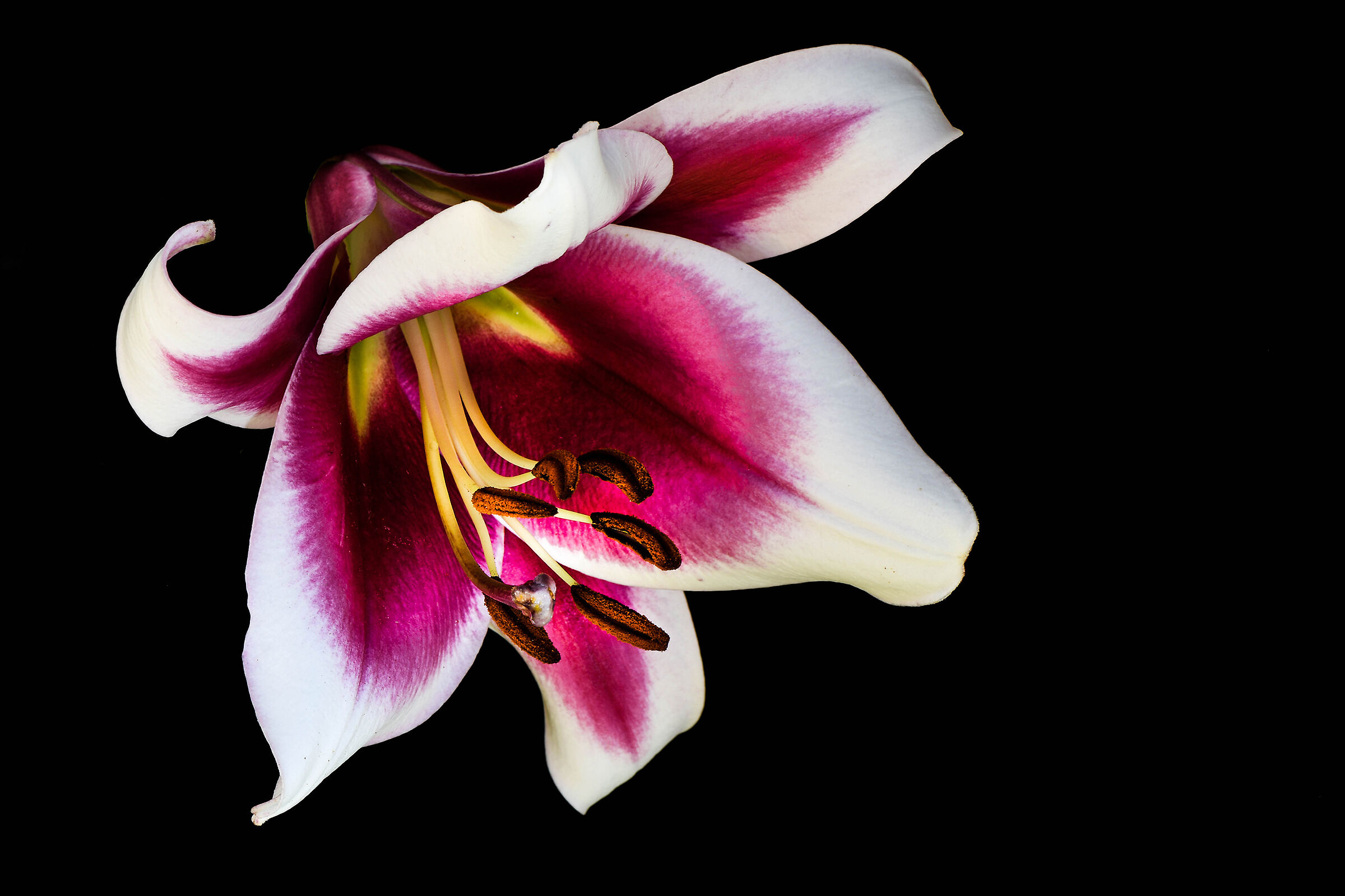 Lilium Asiatico.