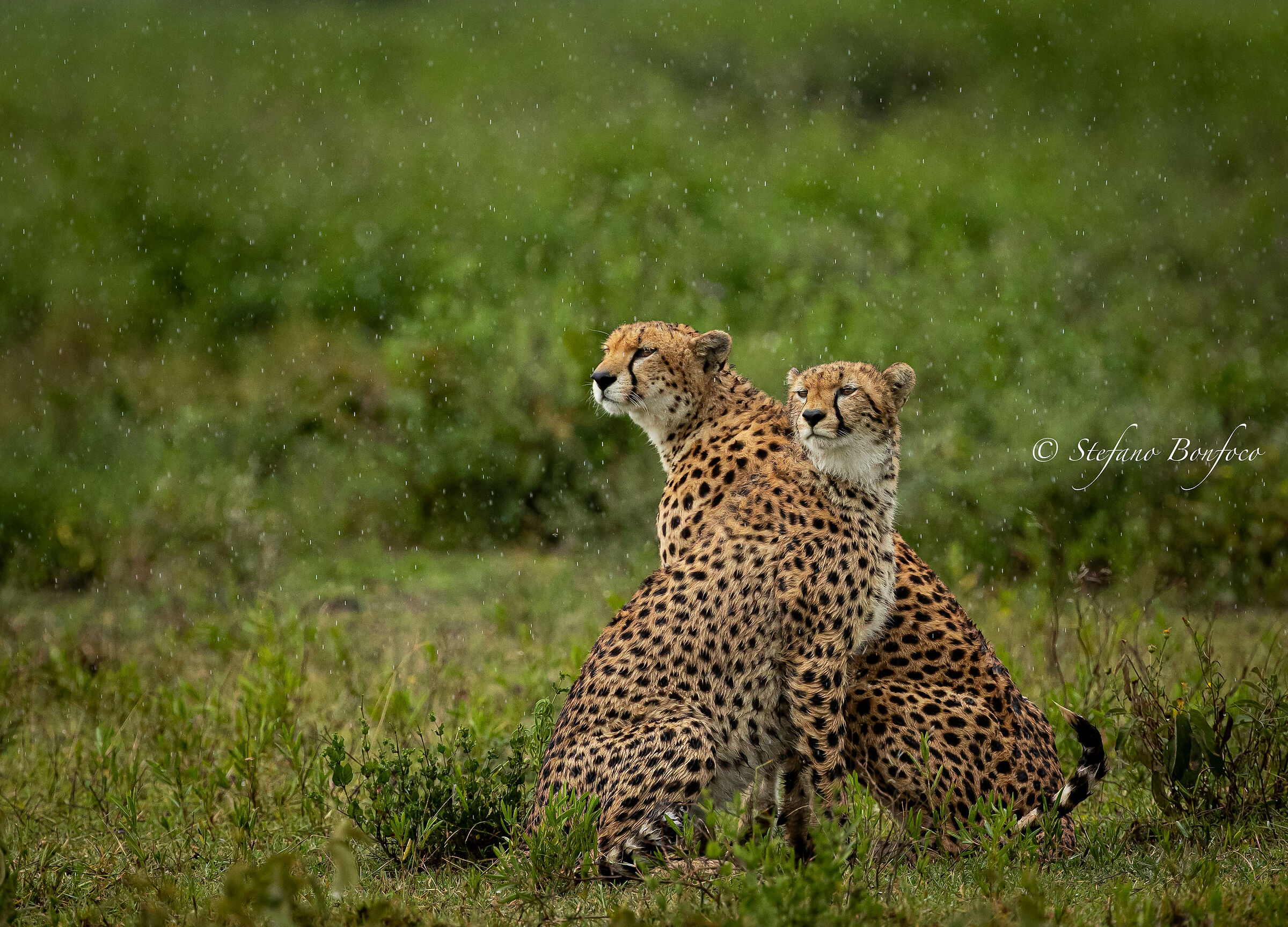 I due moschettieri sotto la pioggia