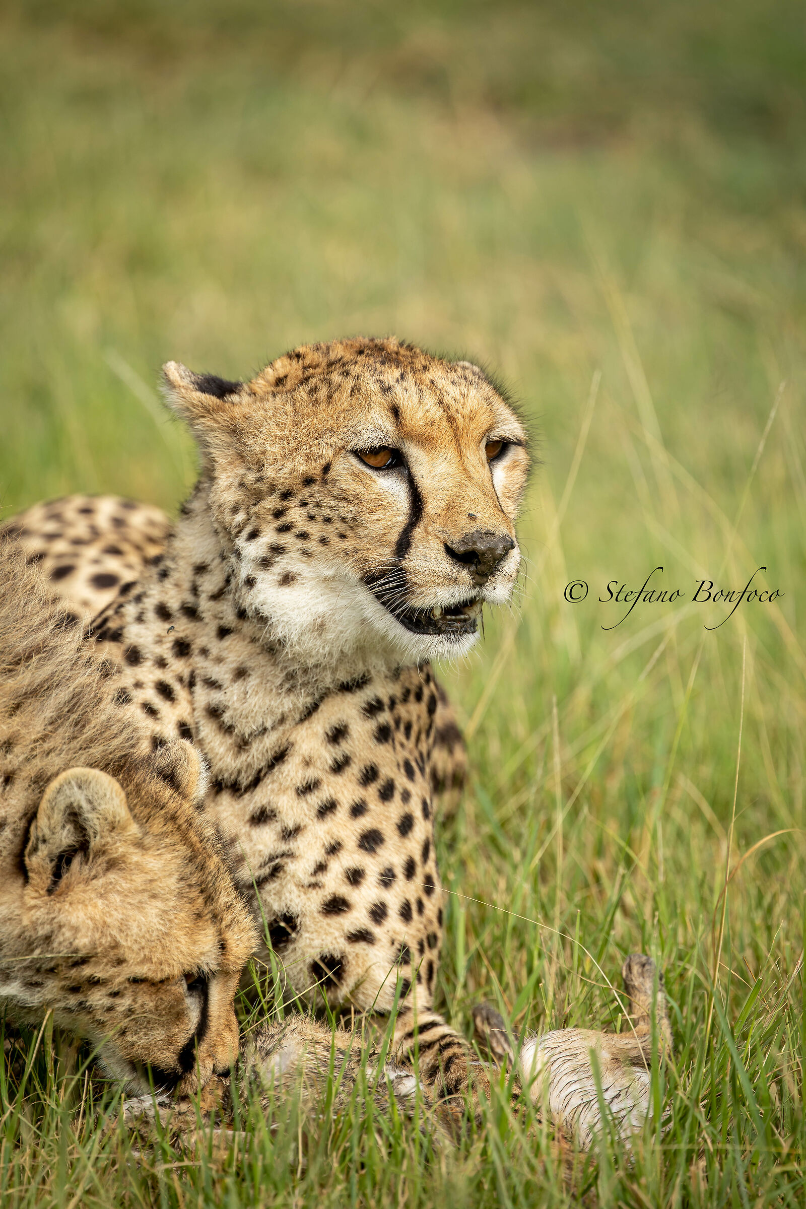Mamma Ghepardo (Acinonyx jubatus)