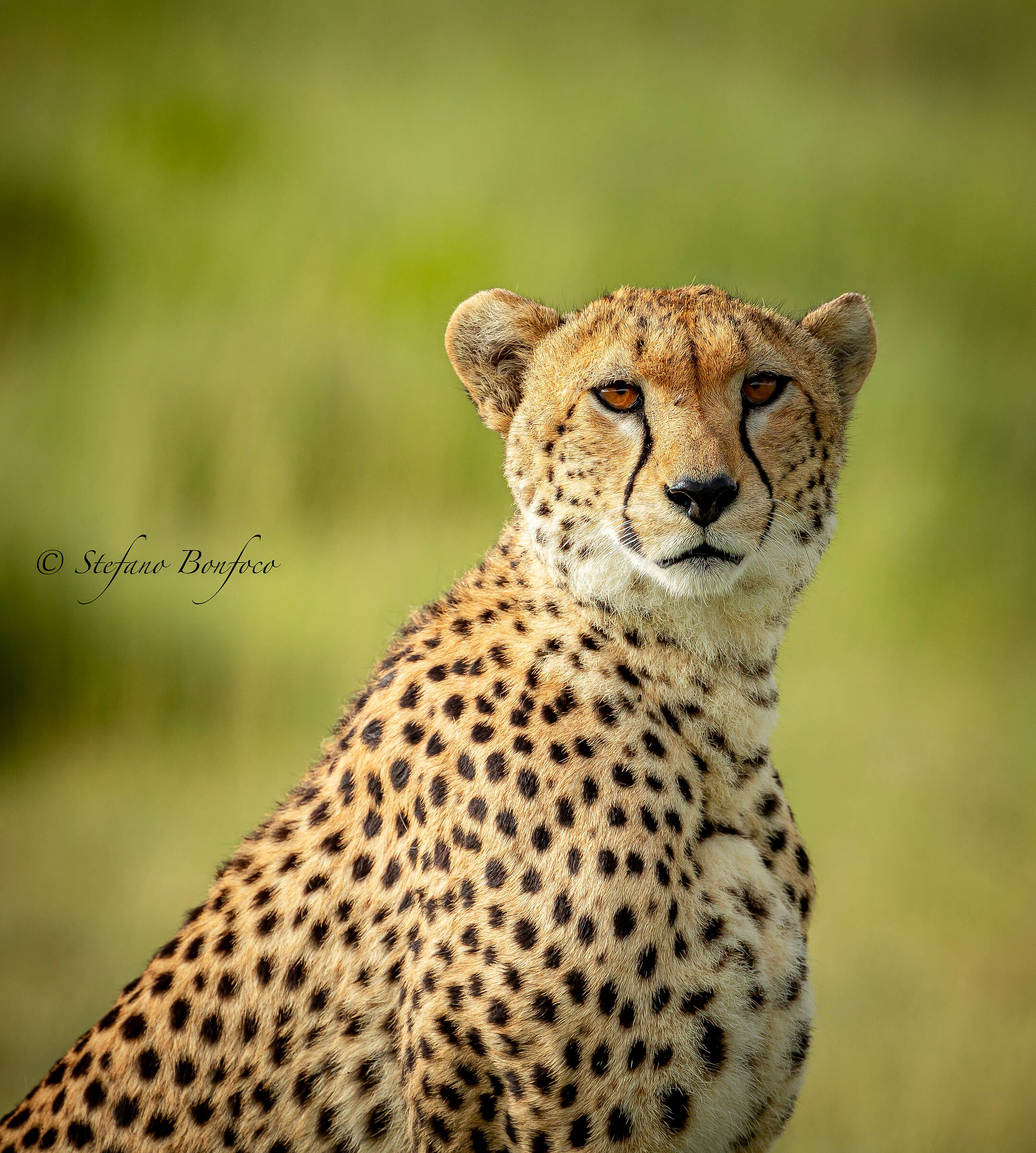 Sempre attenta .......