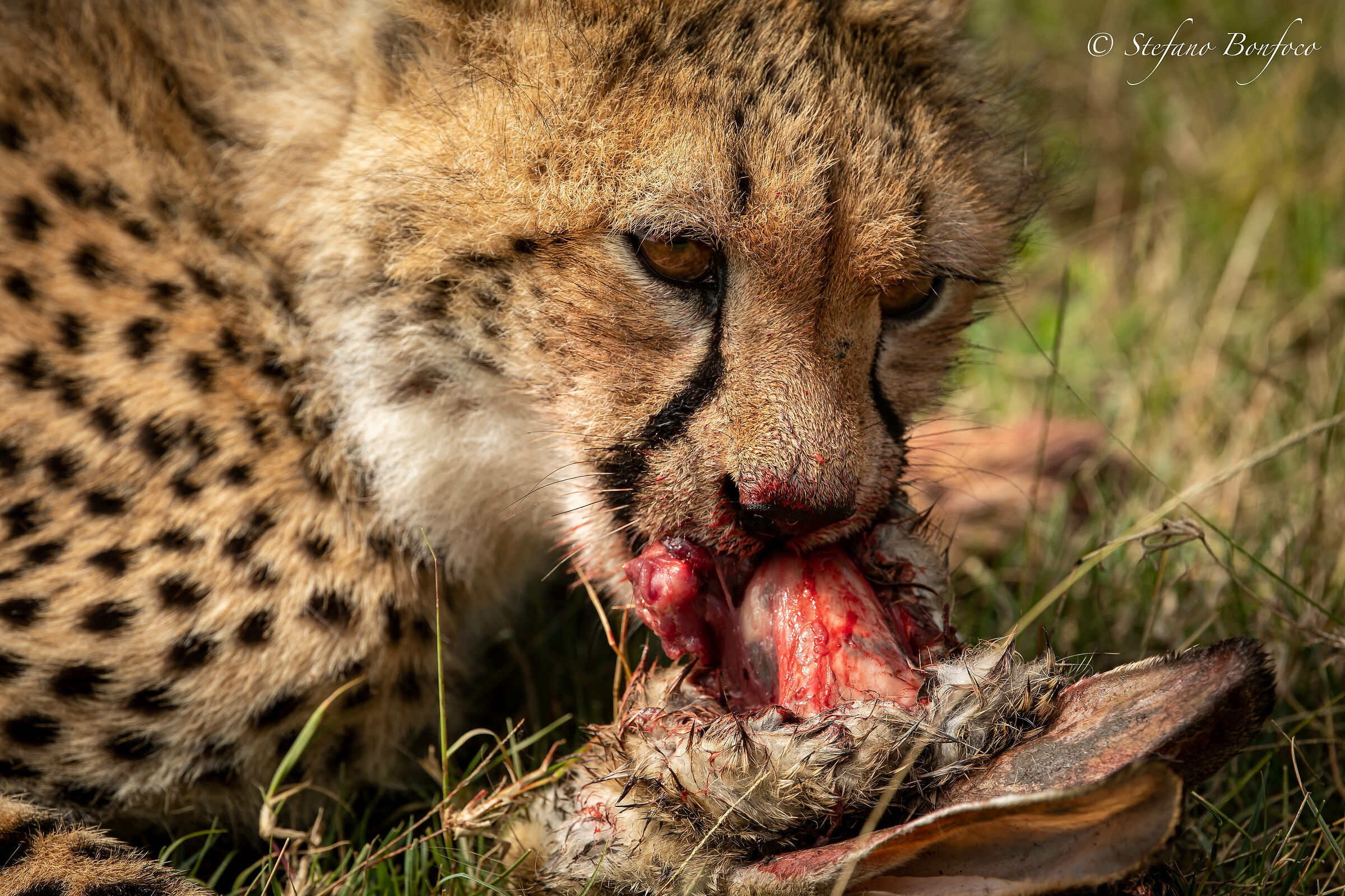 Il cucciolo e la lepre
