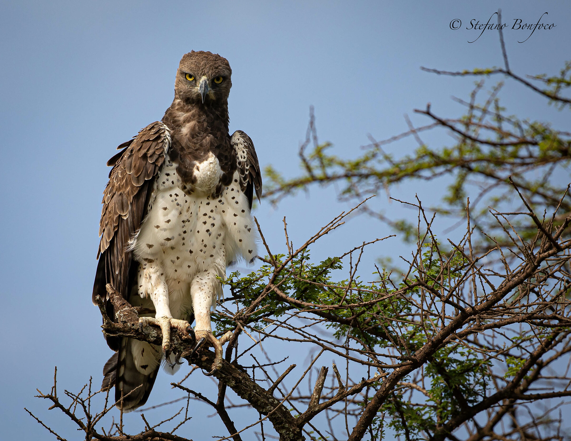 Aquila Marziale (Polemaetus bellicosus)