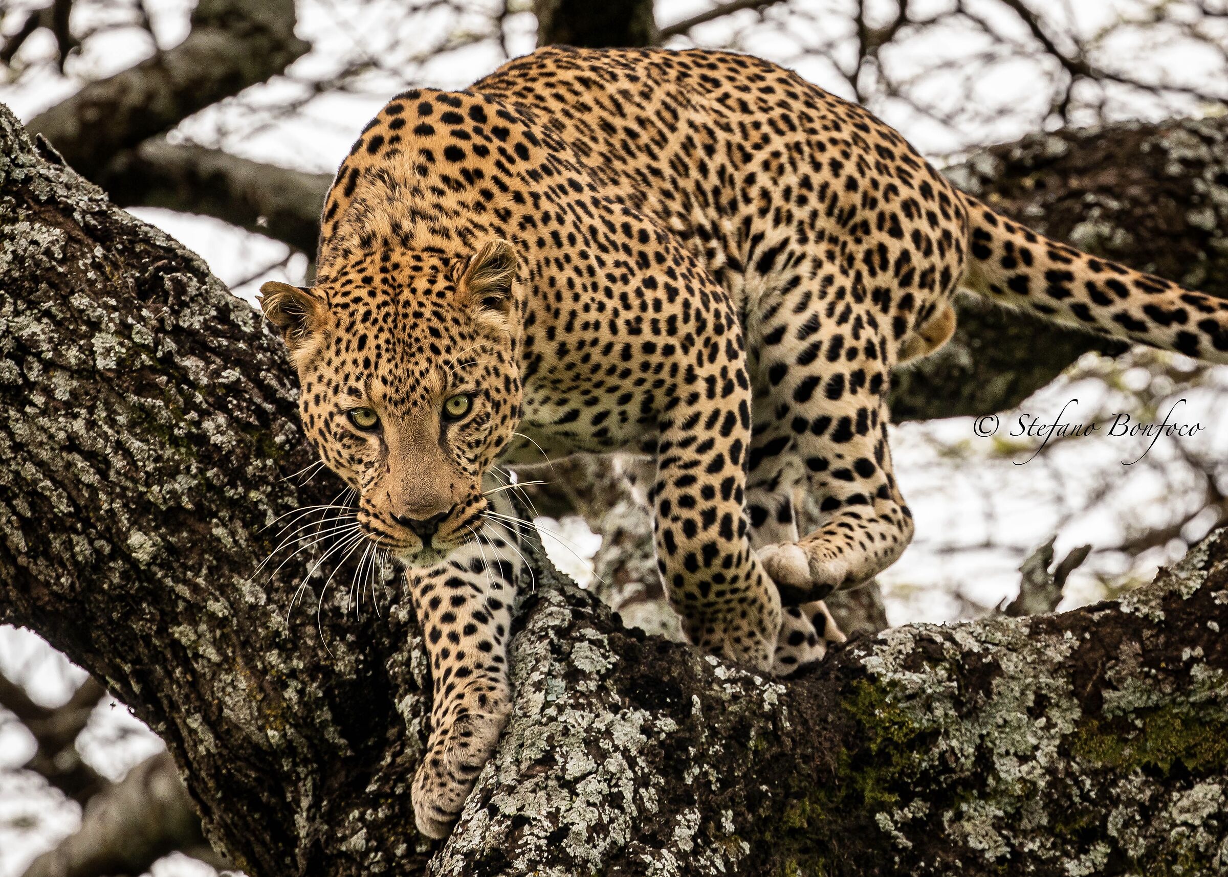 Leopardo (Panthera pardus)