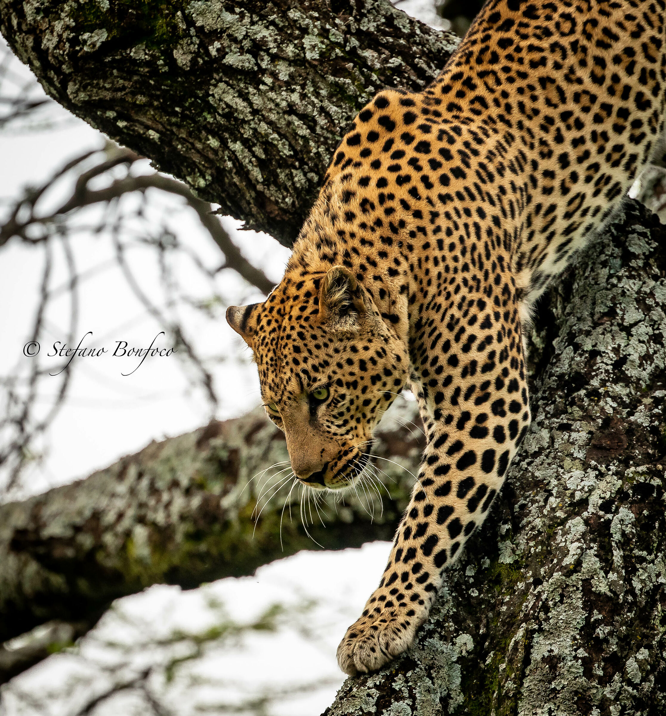 Leopardo (Panthera pardus)