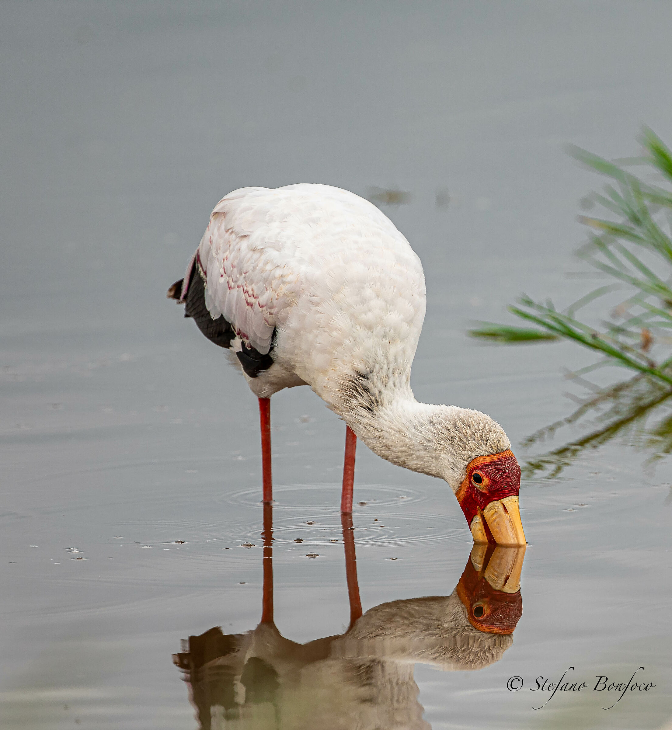 Yellow-billed stork (Mycteria ibis)