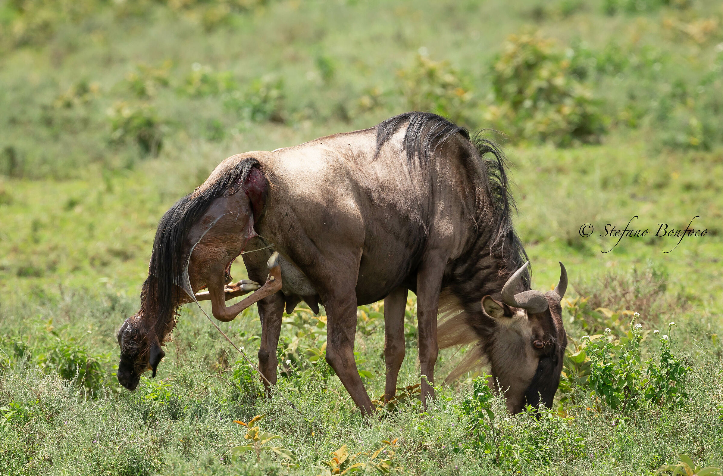 He's coming out......