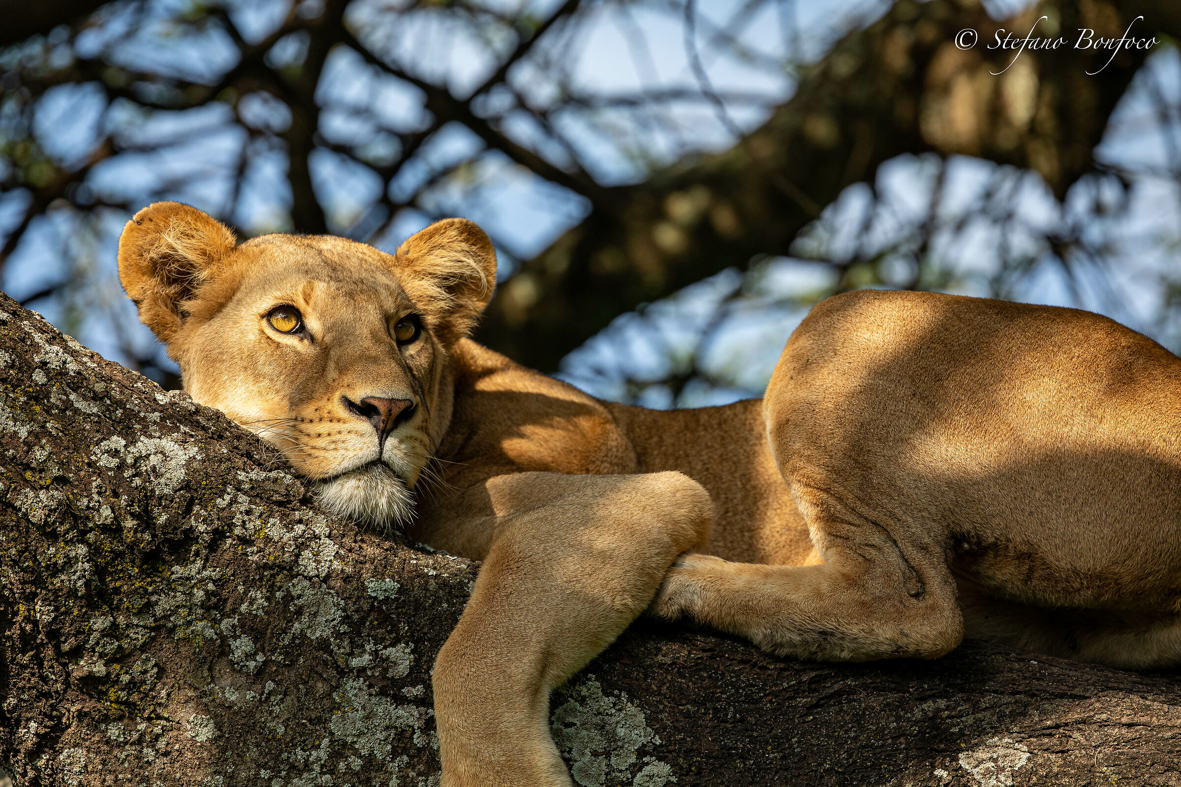 Il riposo della leonessa