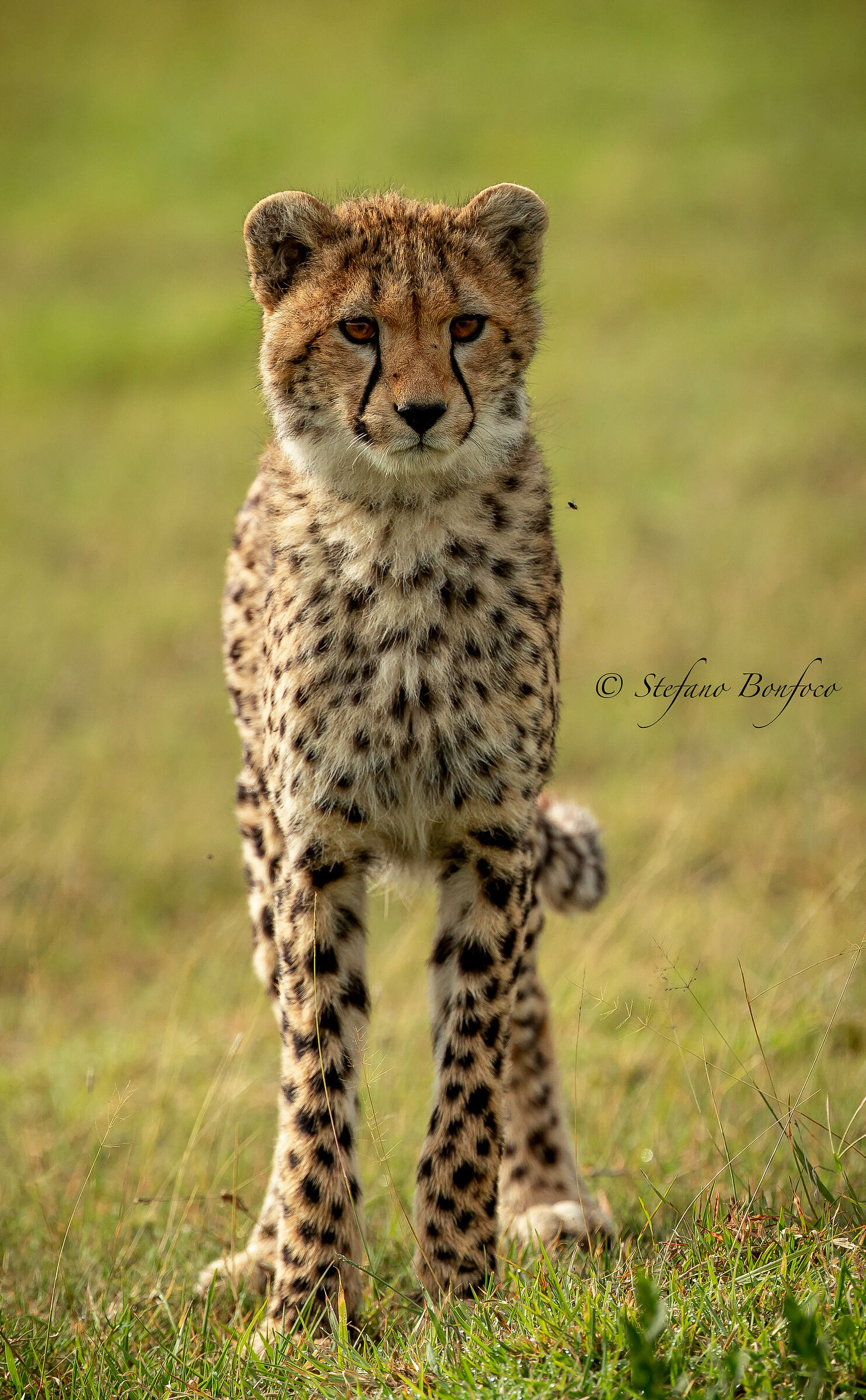 Giovane Ghepardo (Acinonyx jubatus)