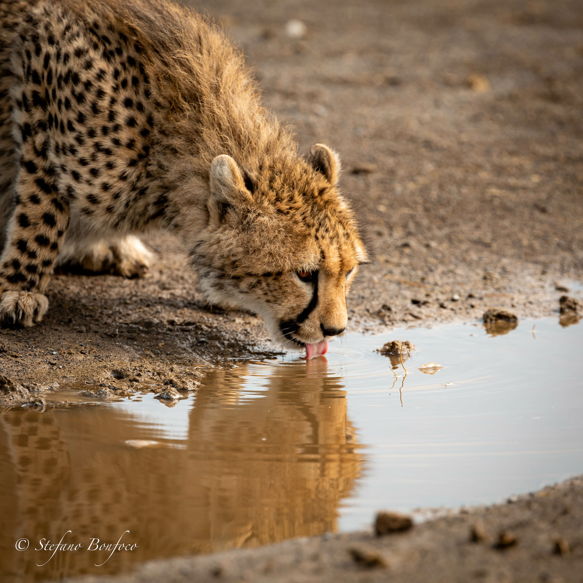 Giovane Ghepardo (Acinonyx jubatus)