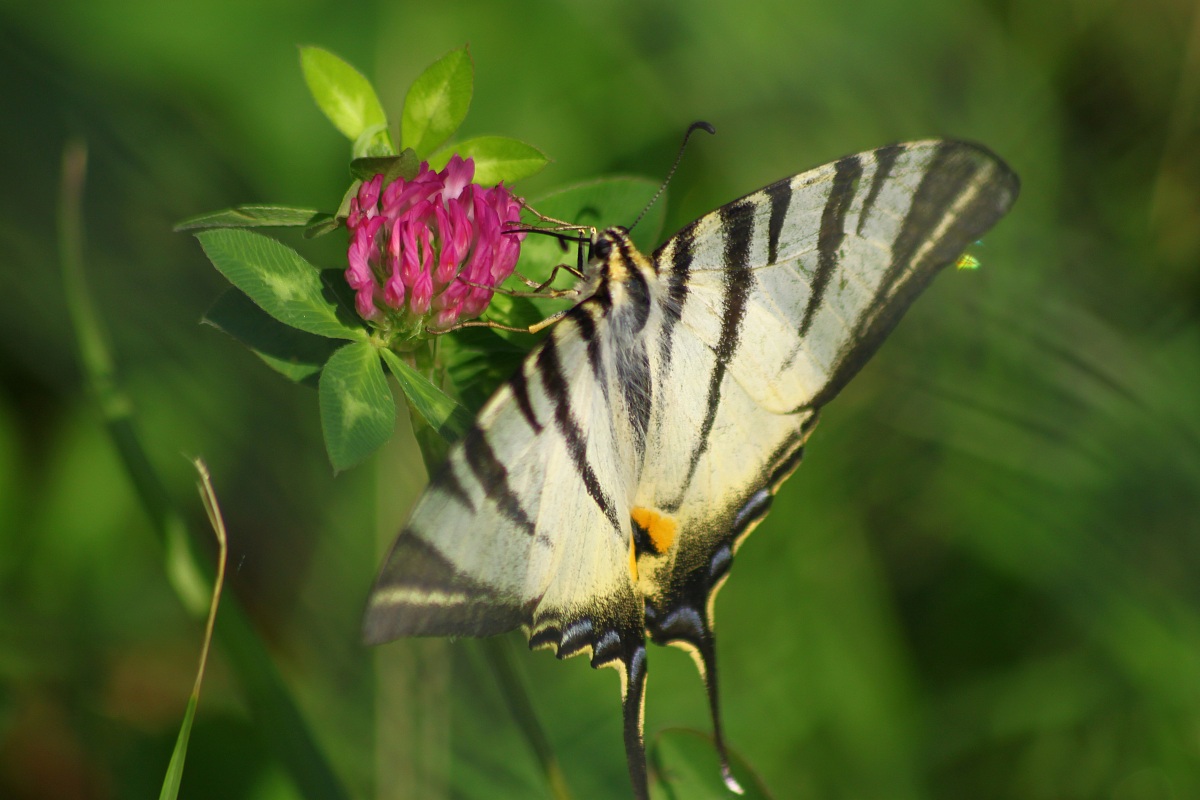 Che bella farfallaaaa
