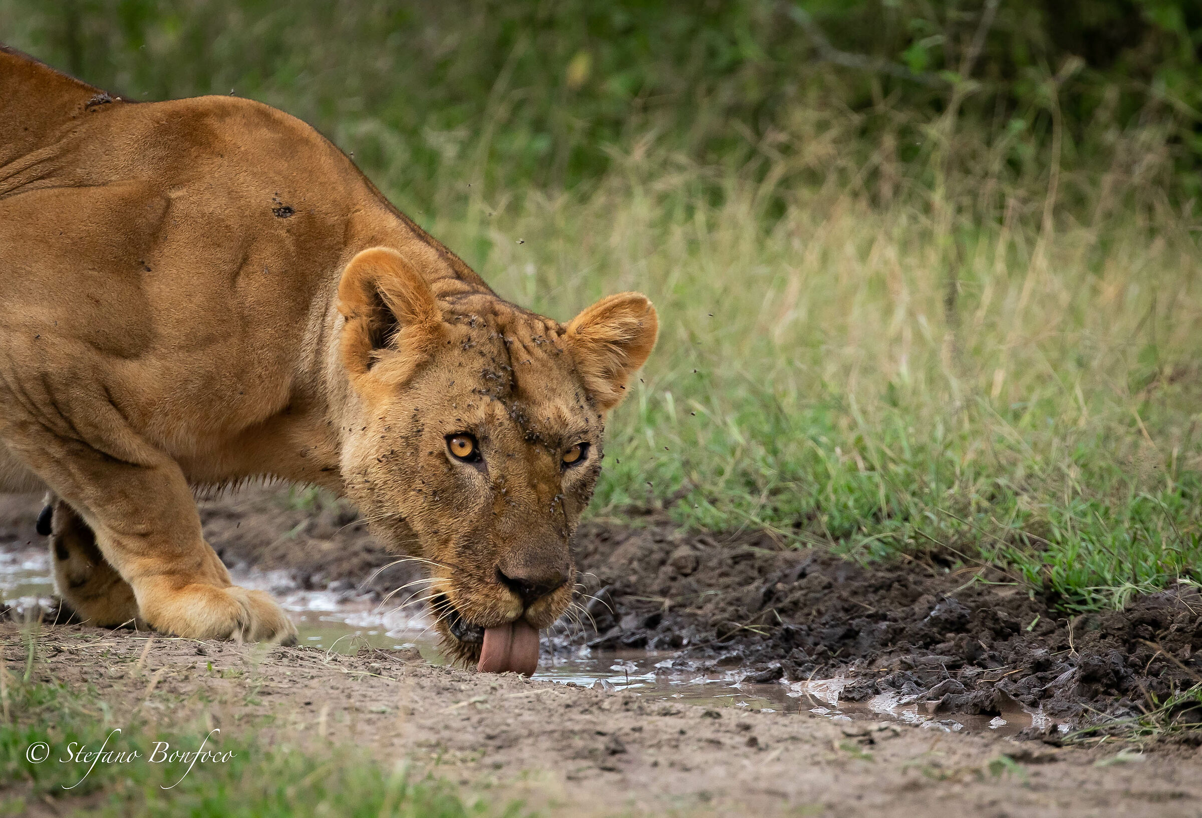 Leonessa (Panthera leo)
