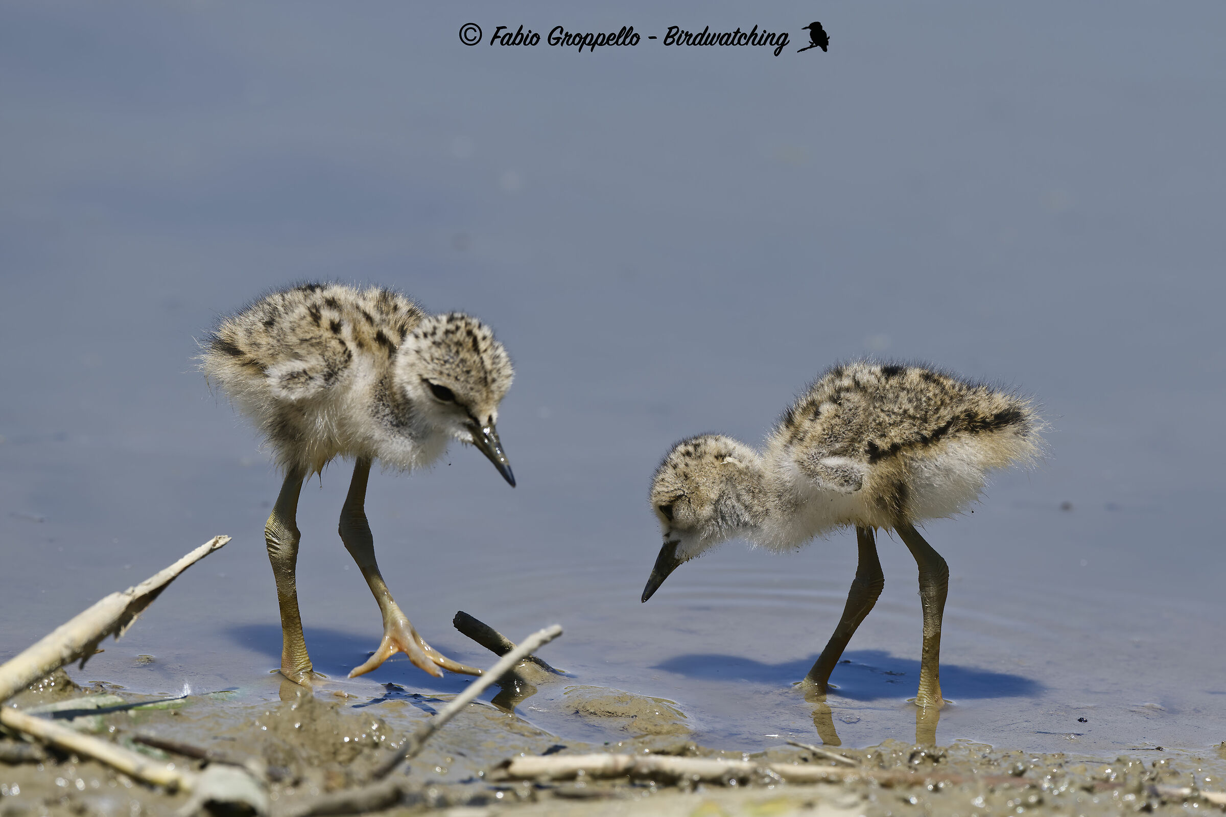 Knights of Italy (pulli)