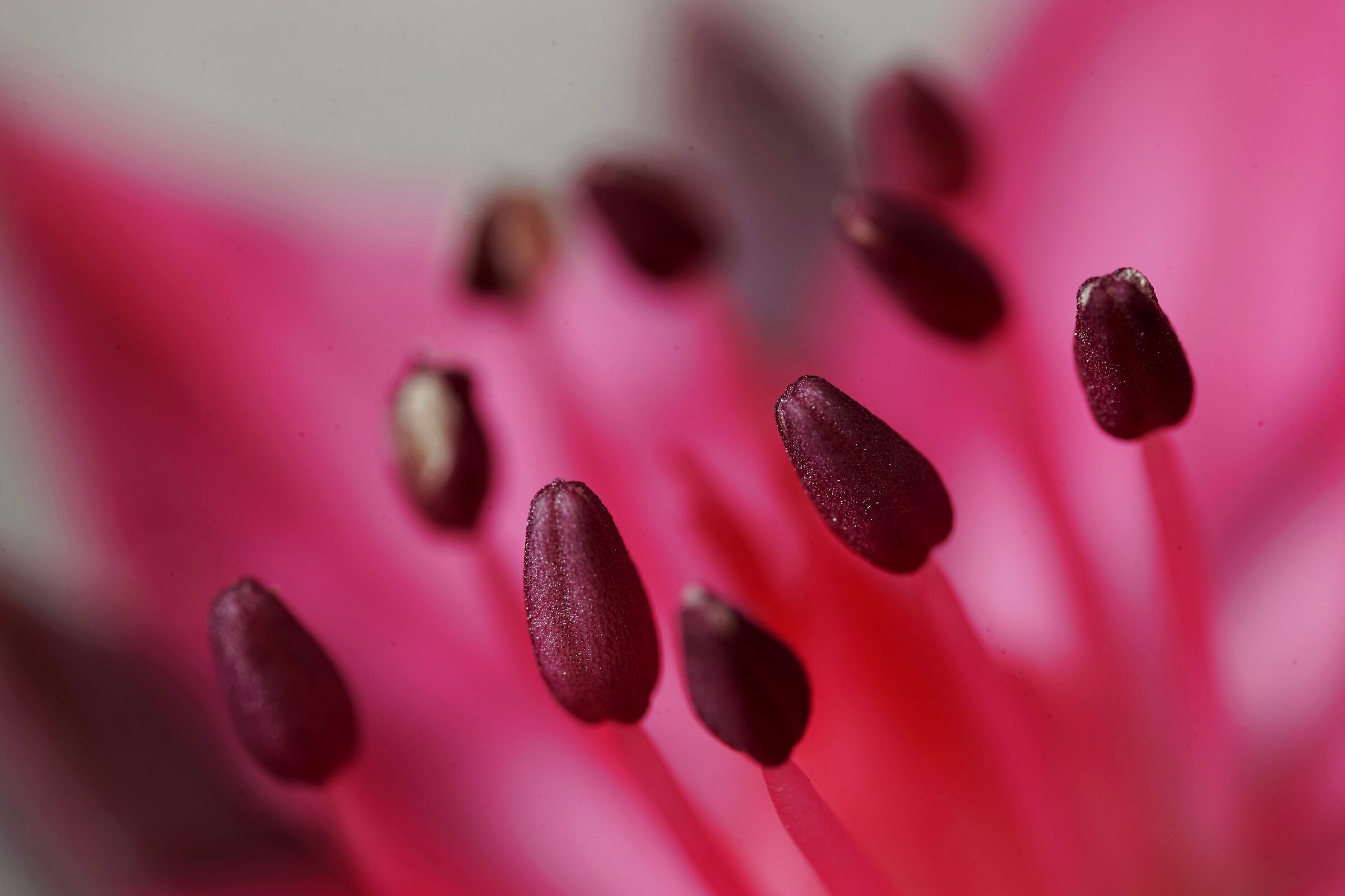 Stami del fiore di una pianta grassa