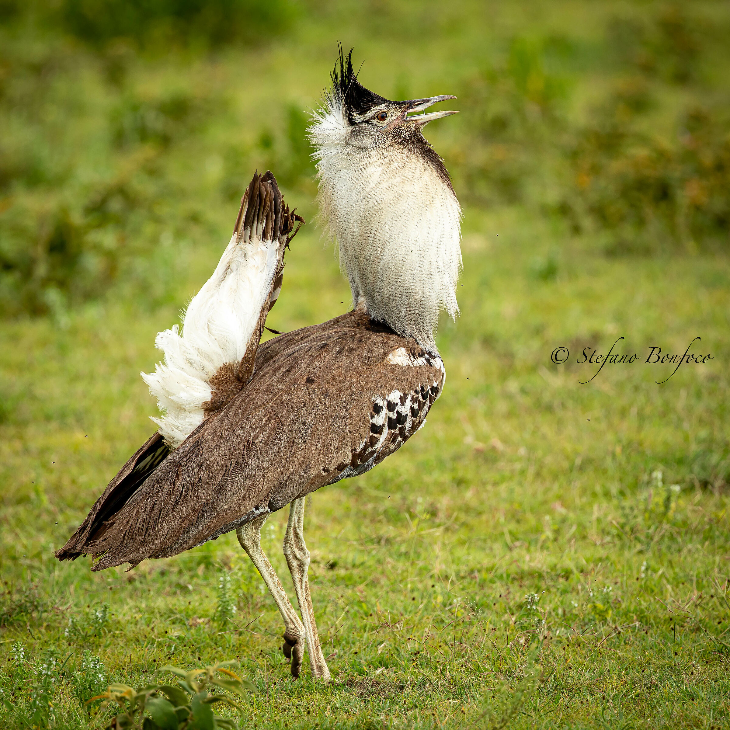 Otarda di Kori (Ardeotis kori)