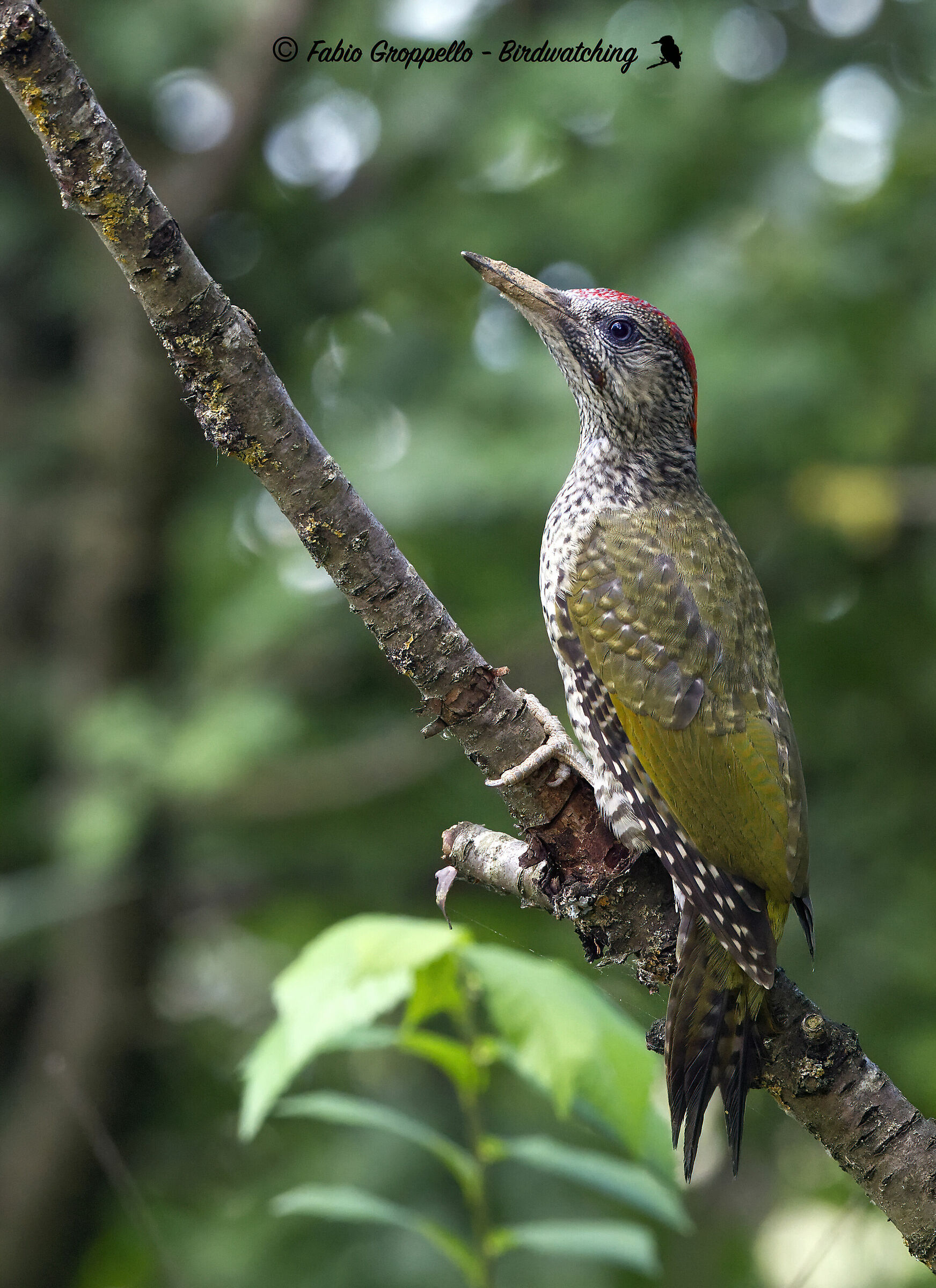 Green woodpecker