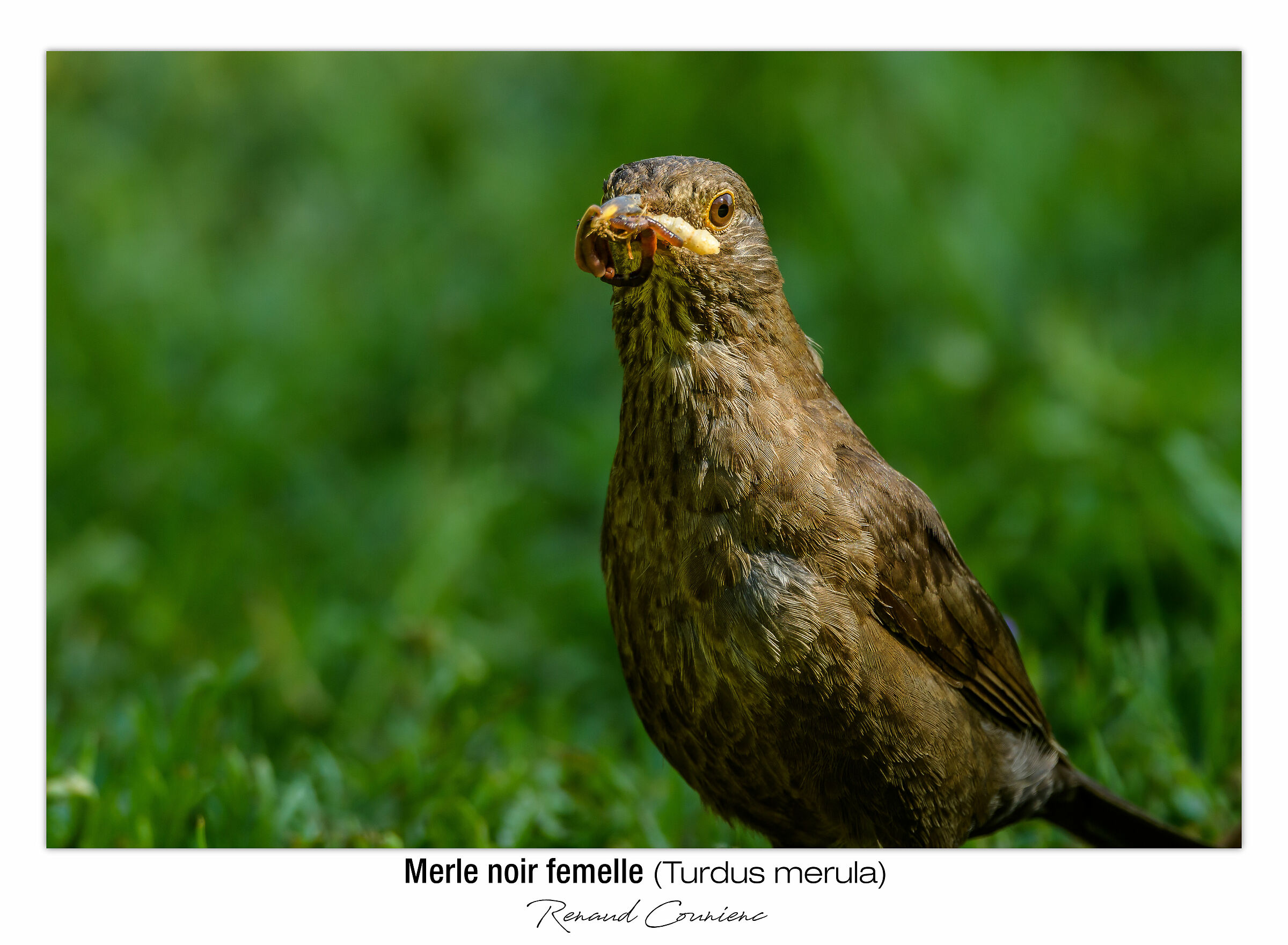 Merlo femmina (full frame)