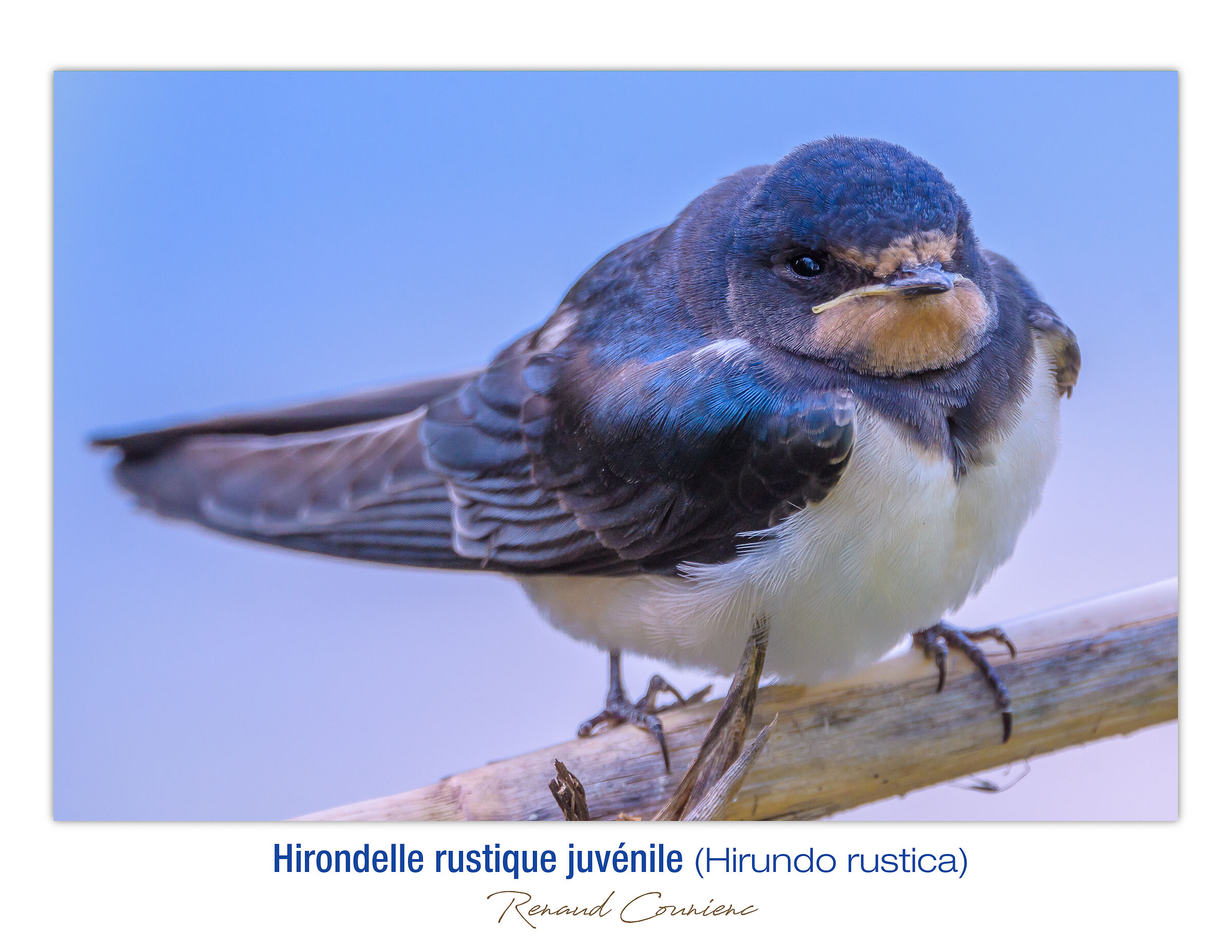 Rondine comune giovanile