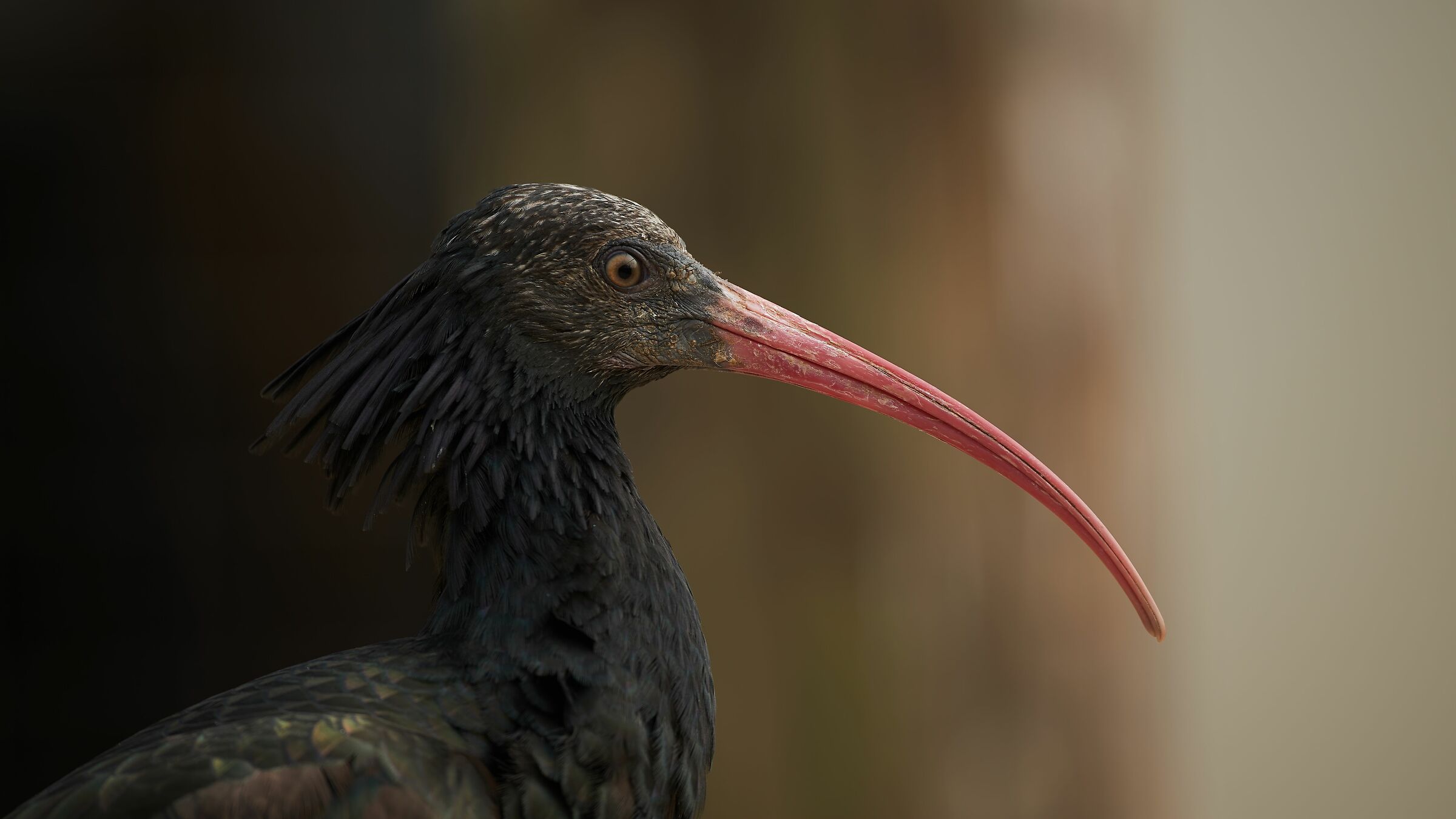 Ibis eremita