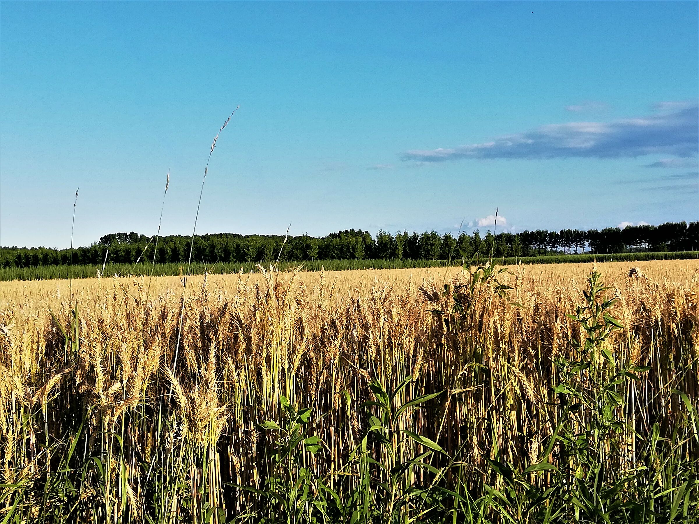 ripe wheat nearing harvesting.