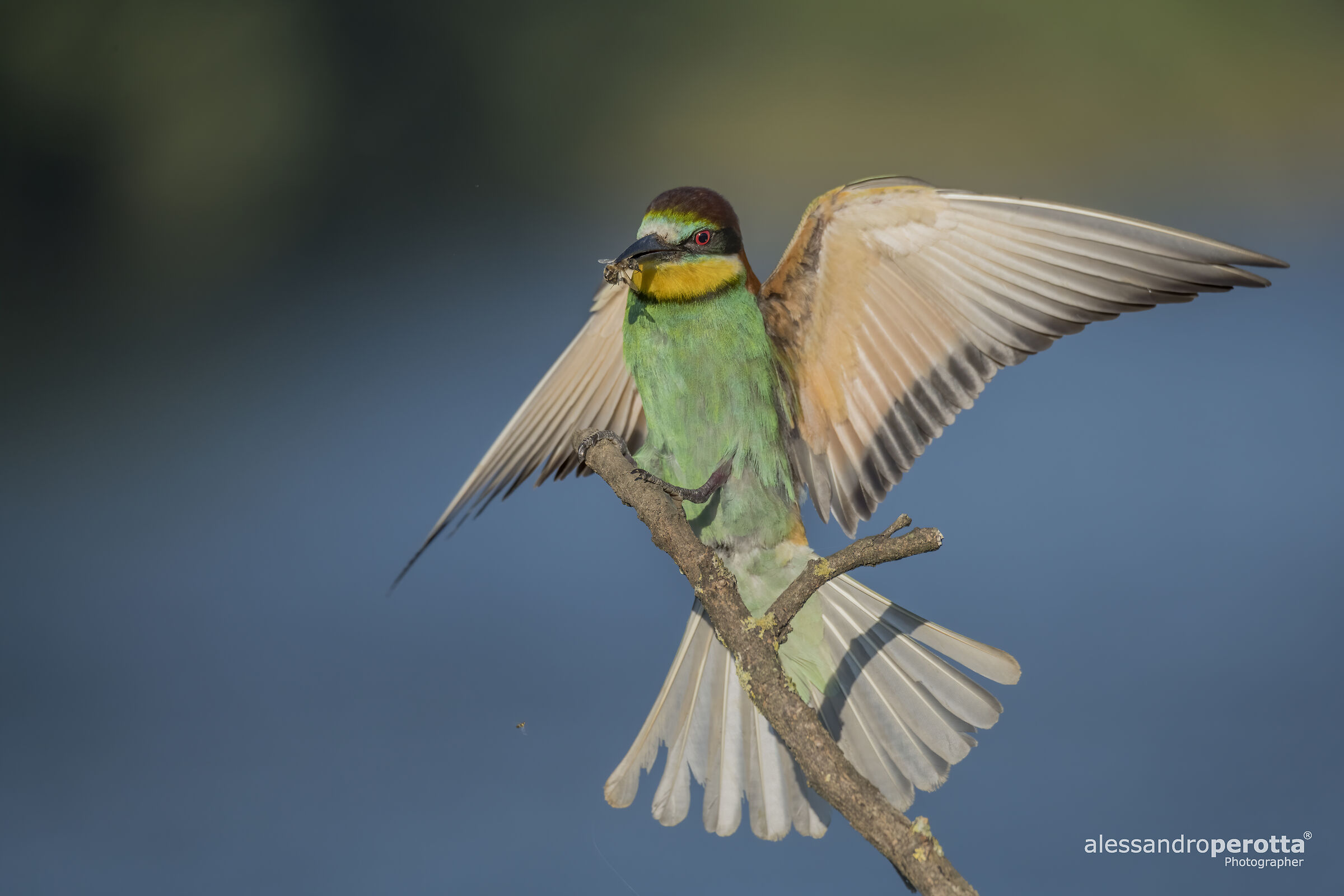 Merops Apiaster