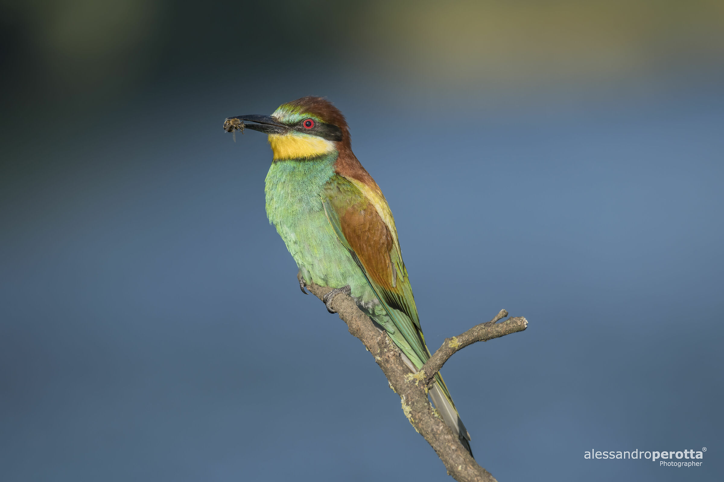 Merops Apiaster