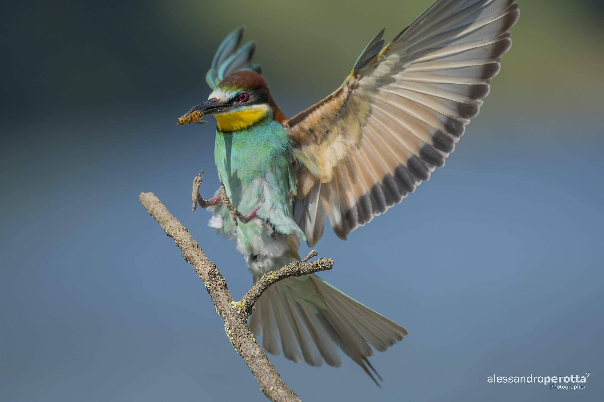 Merops Apiaster