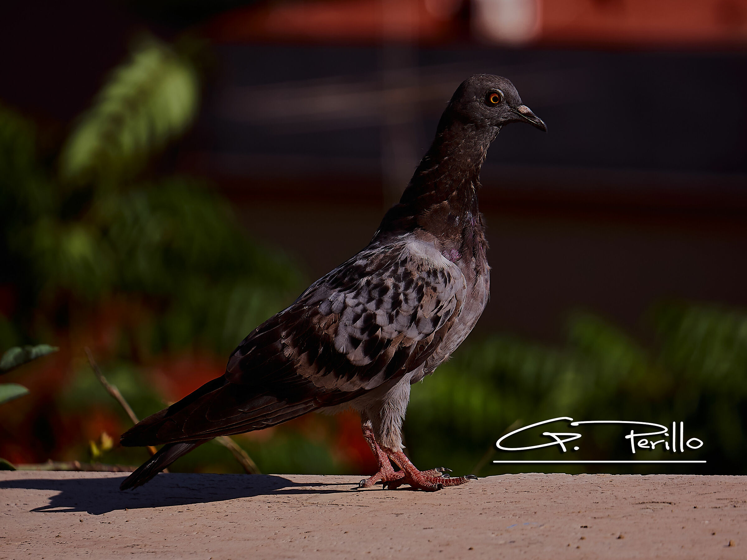 Il colombaccio... fotomodello