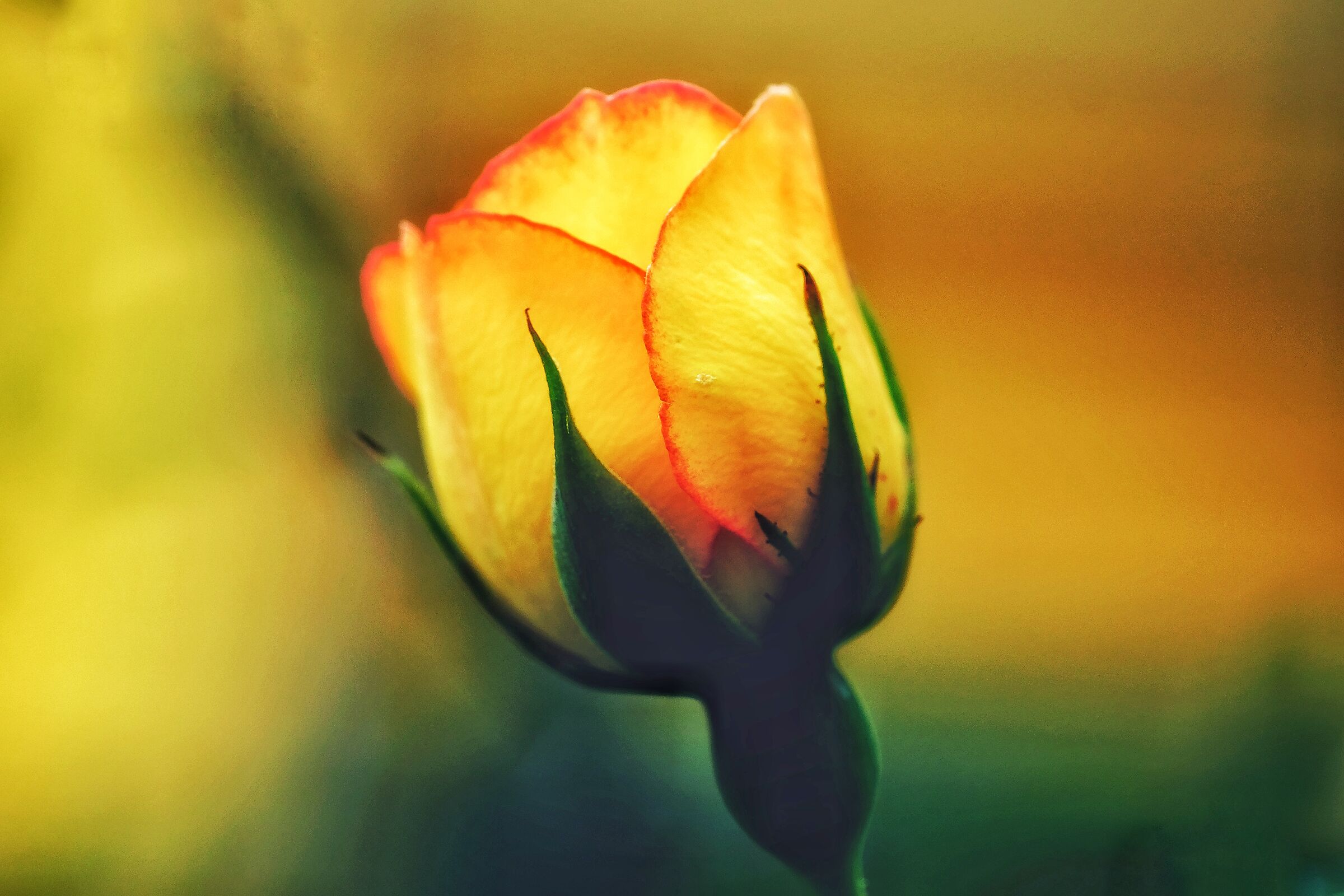 He's young but he's going to grow up.