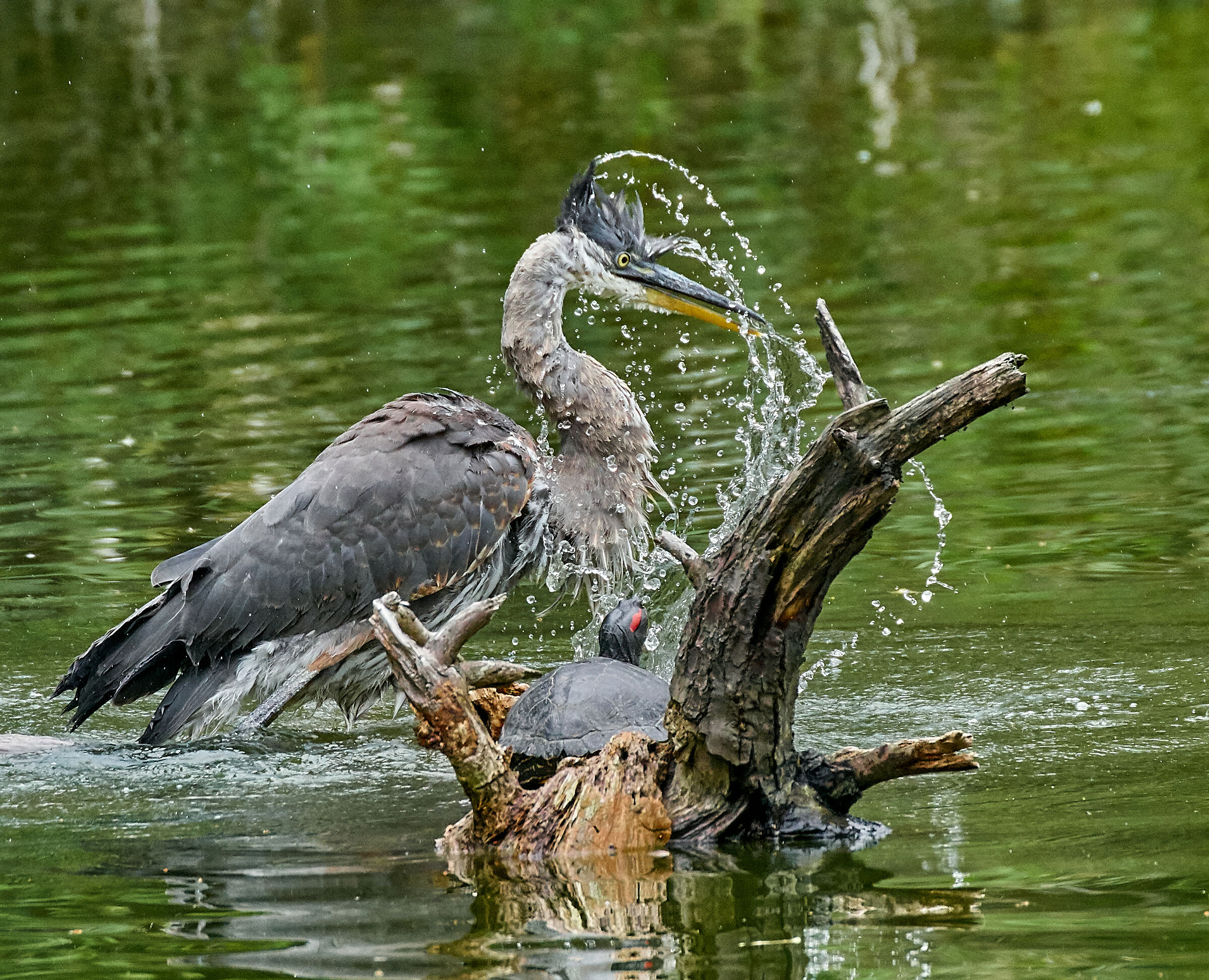 Young Heron