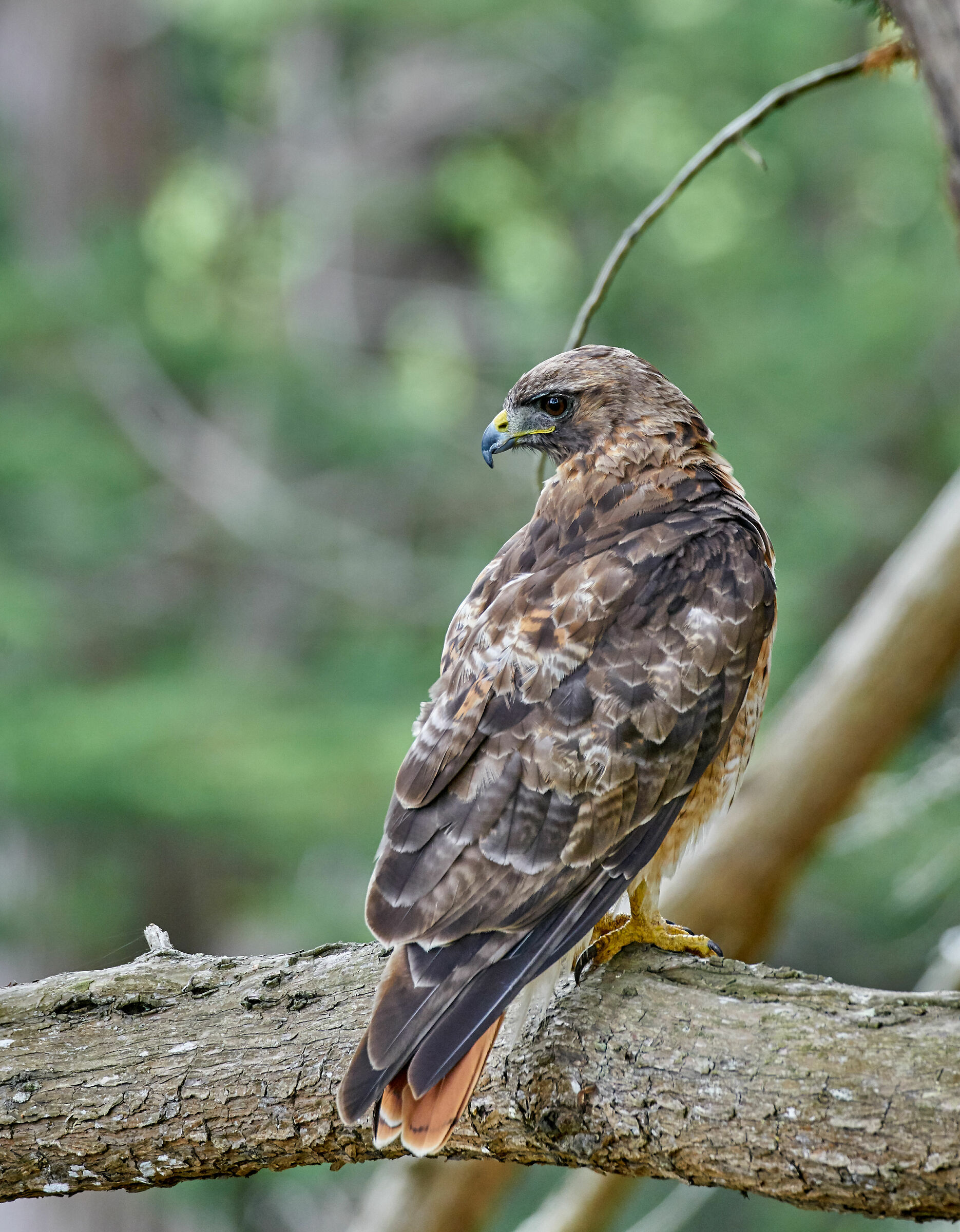 falco dalla coda rossa
