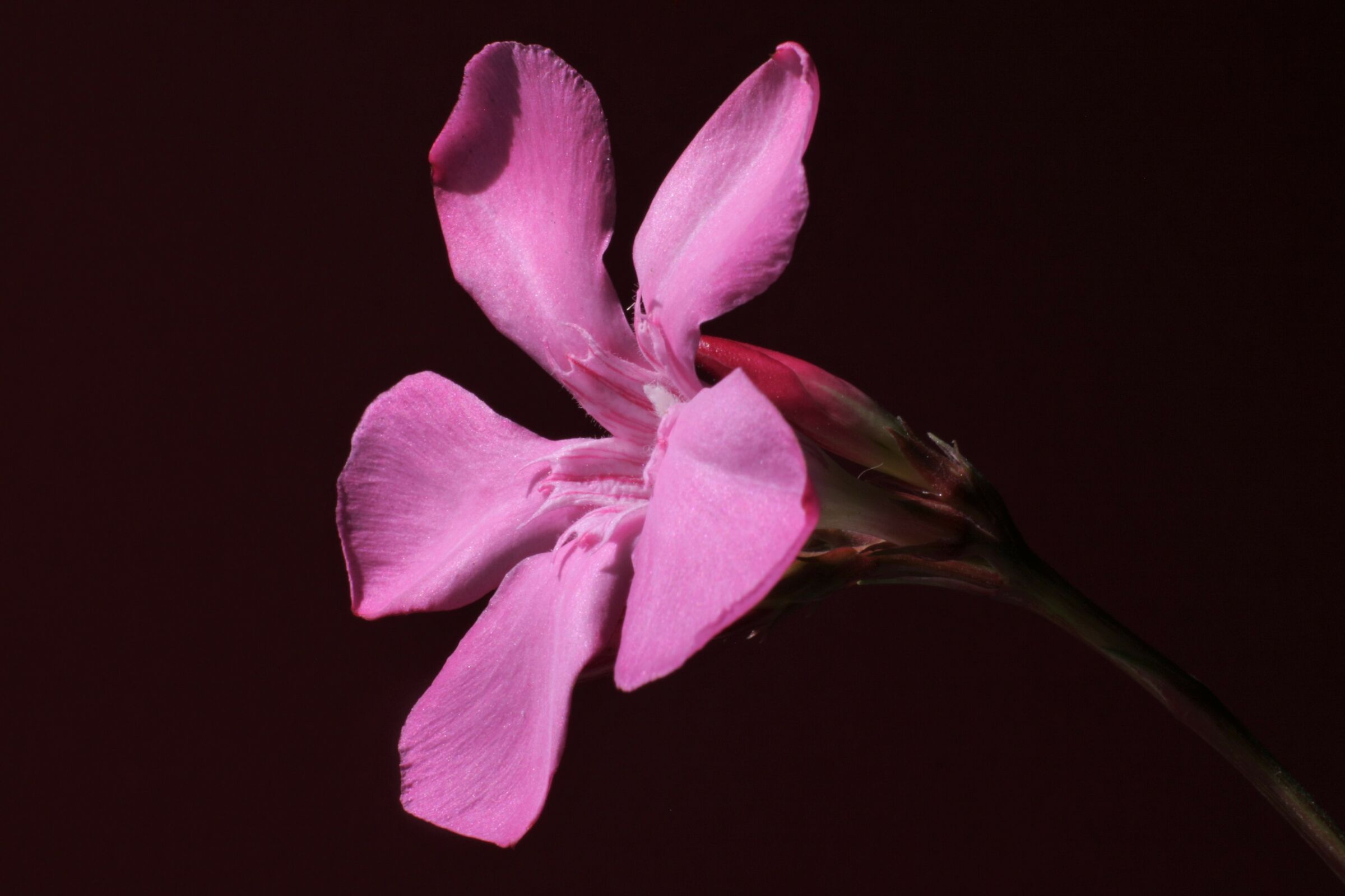 Oleander
