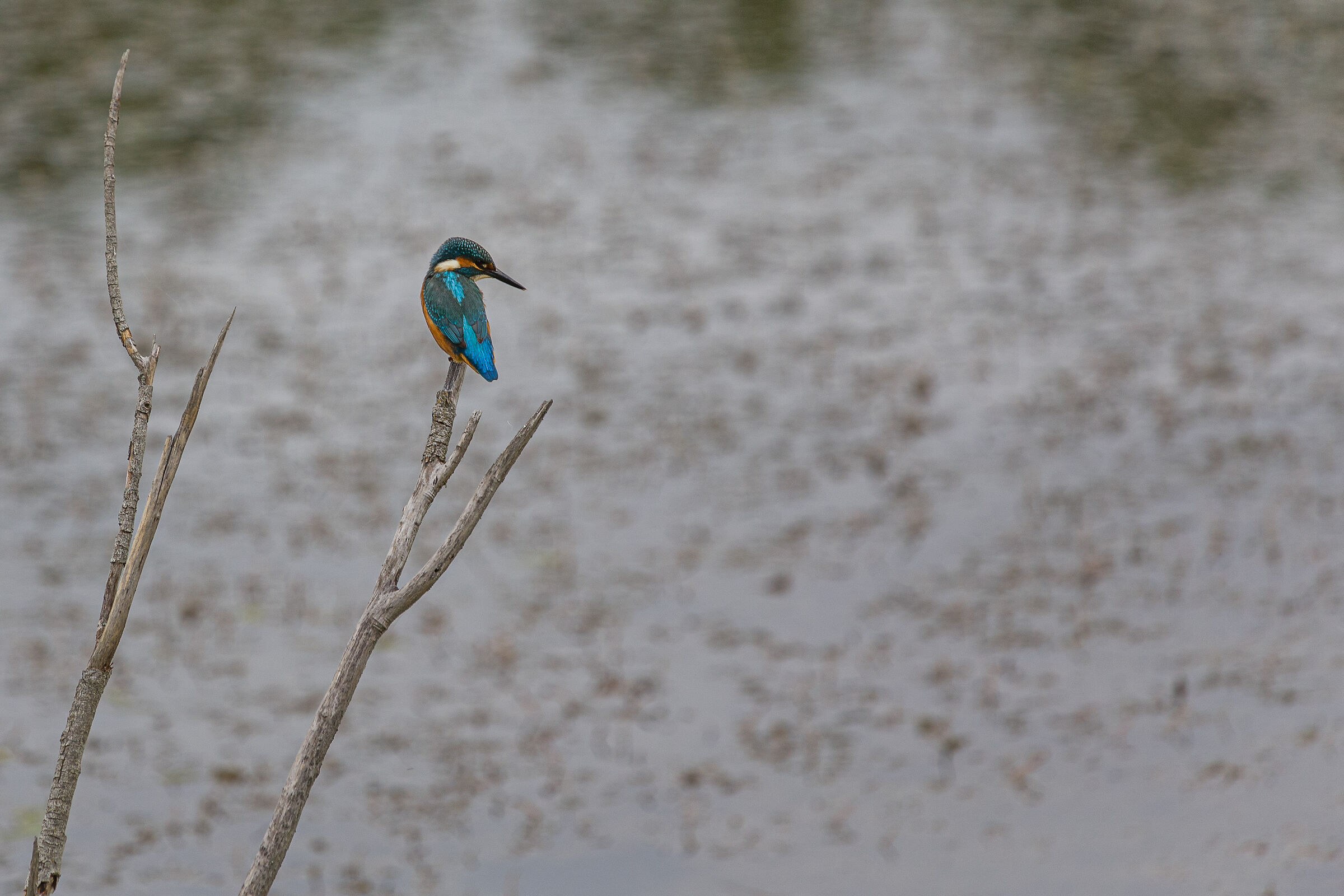 Kingfisher