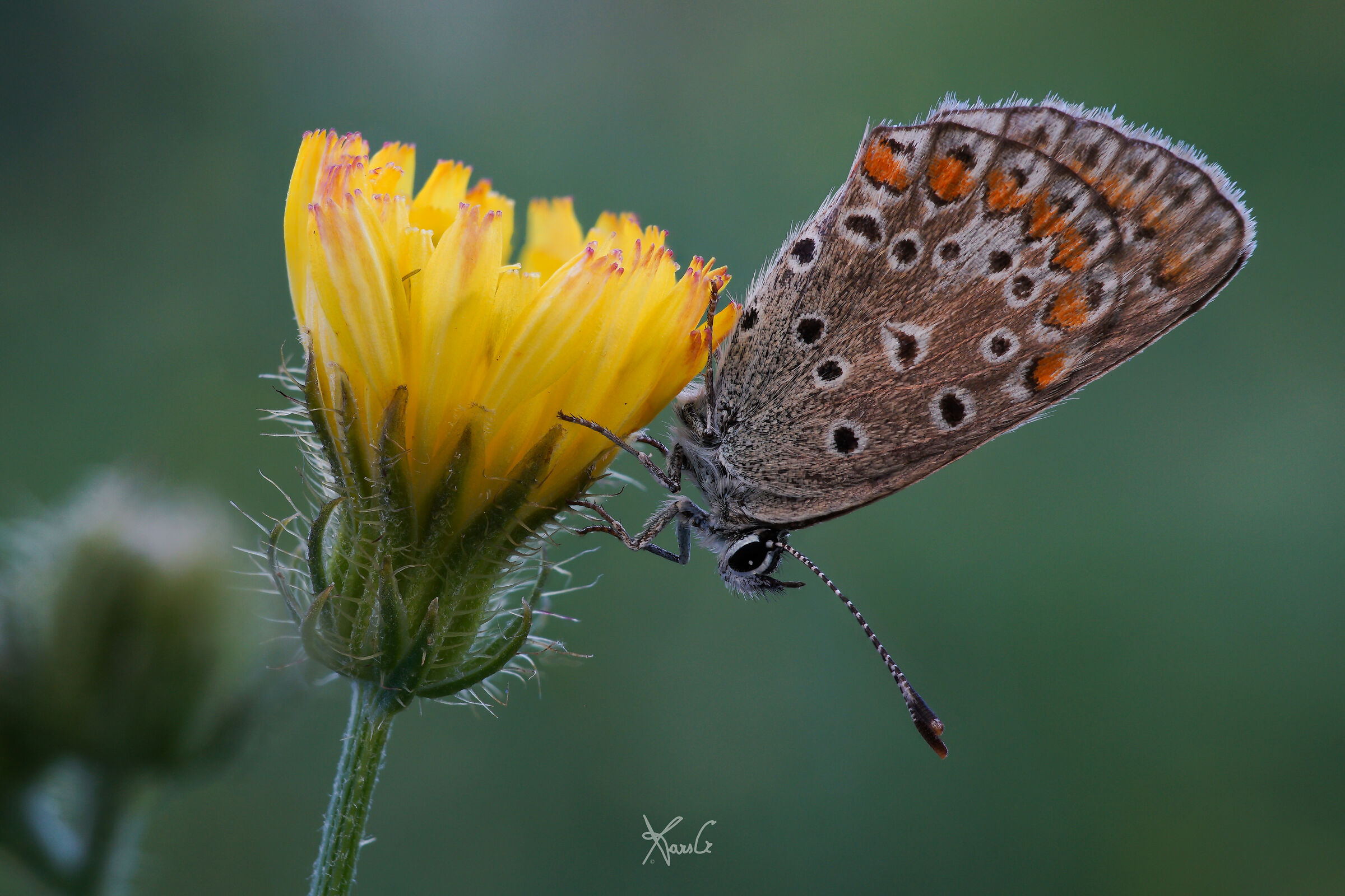 Eclissi? Fine del mondo? No grazie!