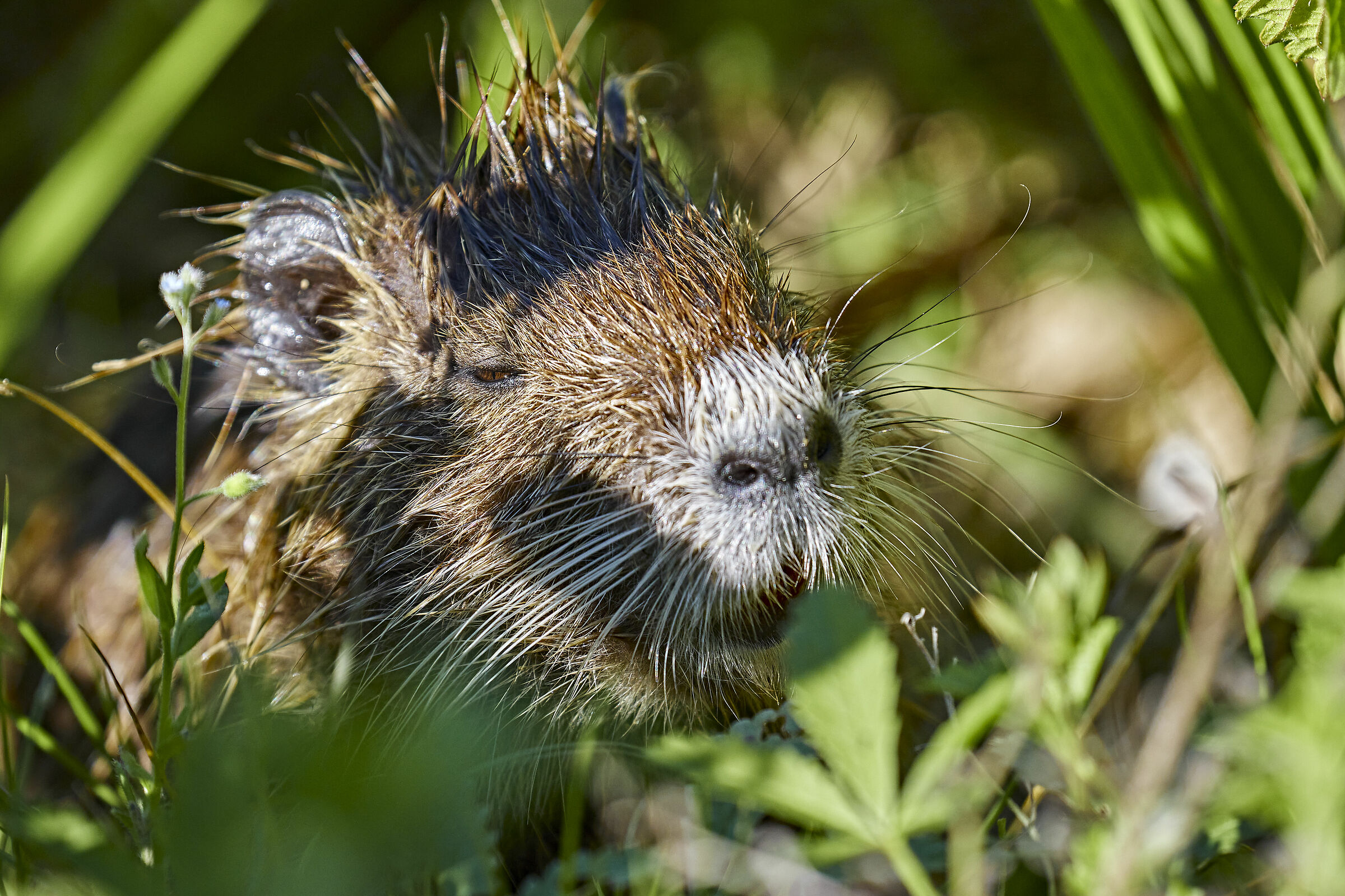 nutria