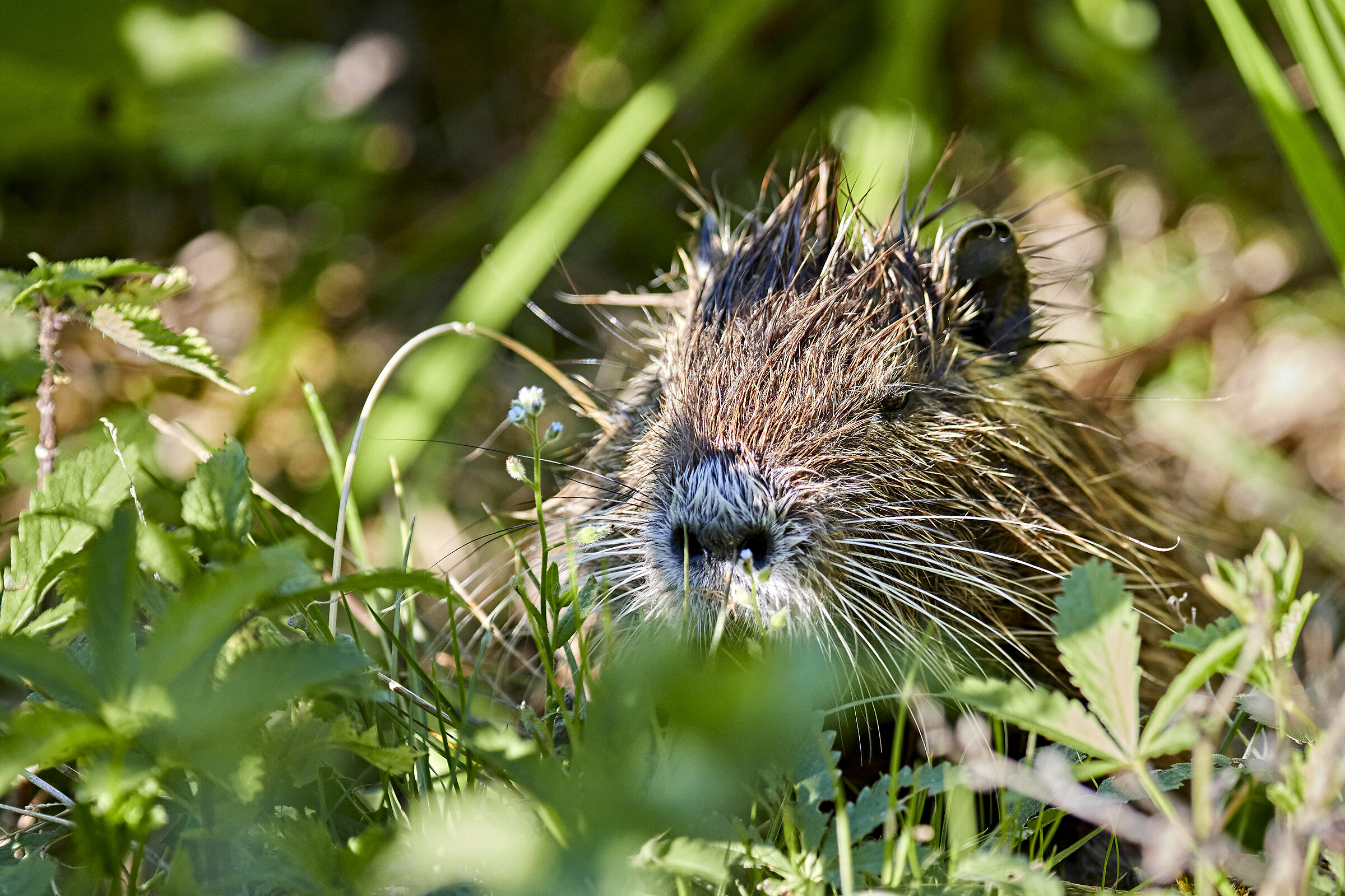 nutria