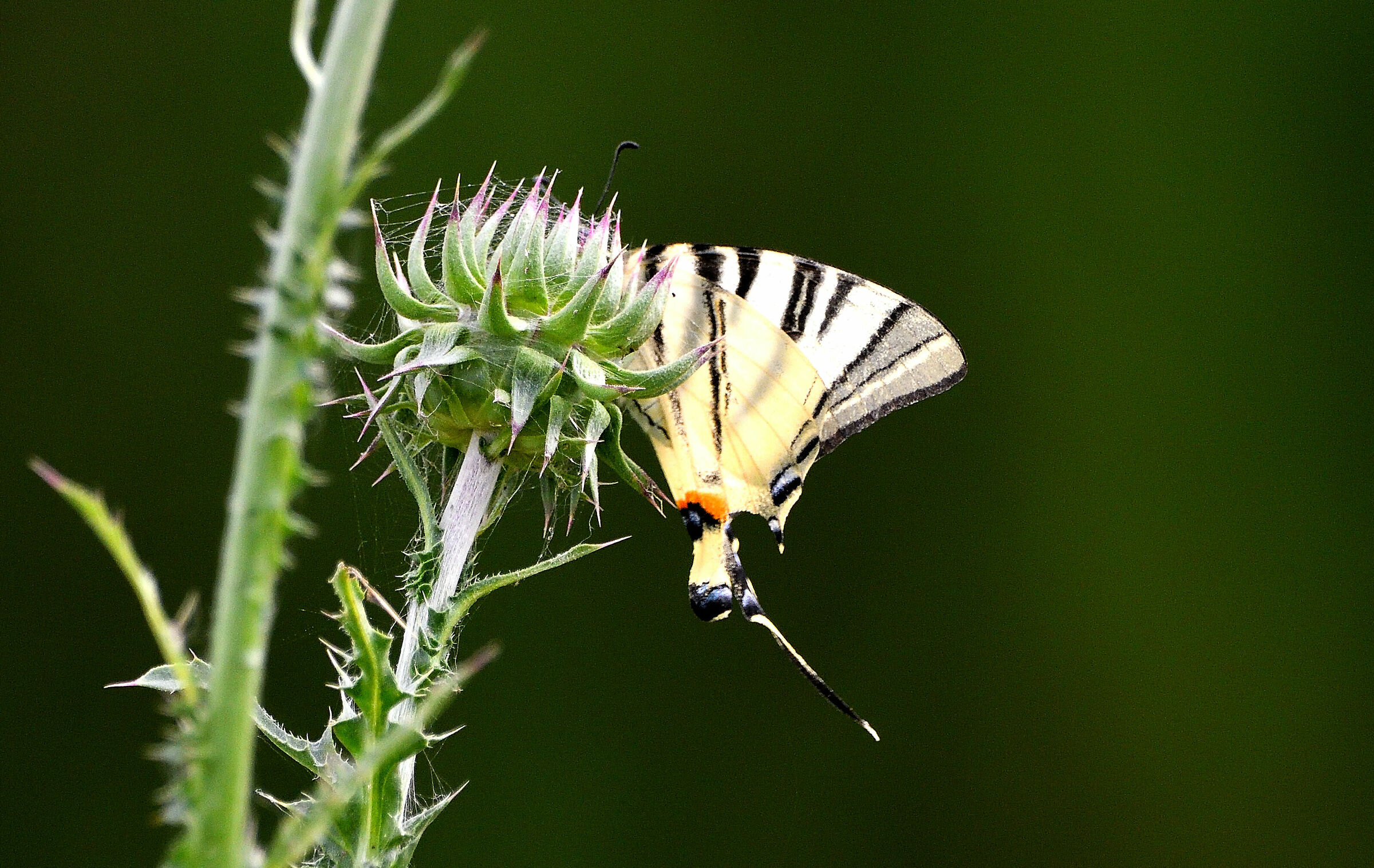 Swallowtail