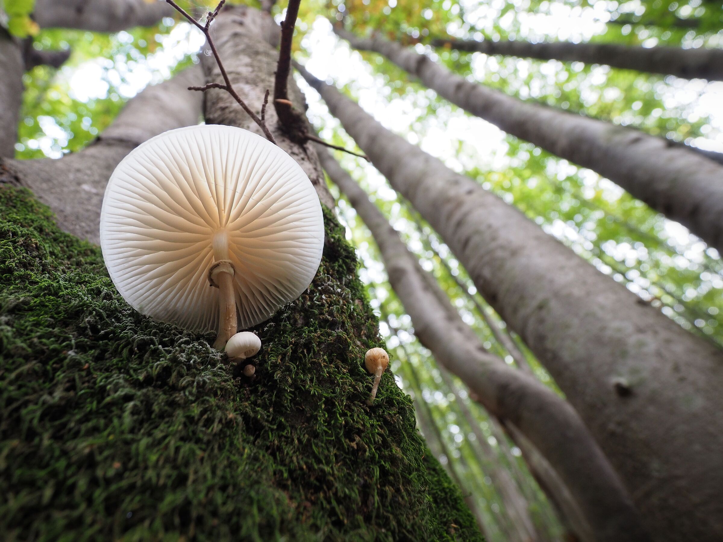 From under 'n up in beg's