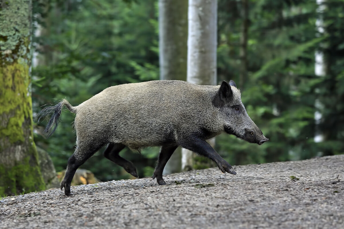 Wild boar