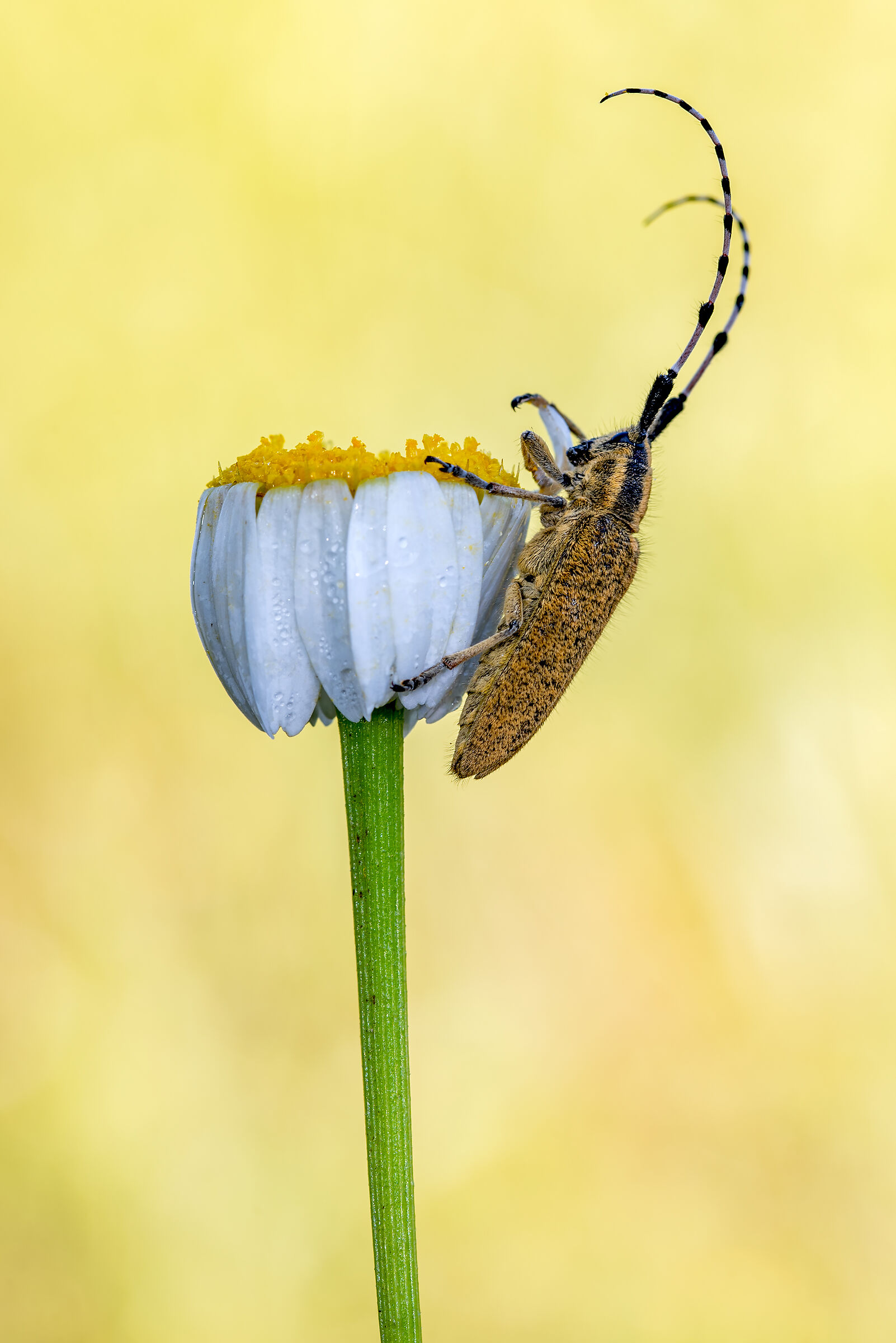 Agapanthia asphodeli
