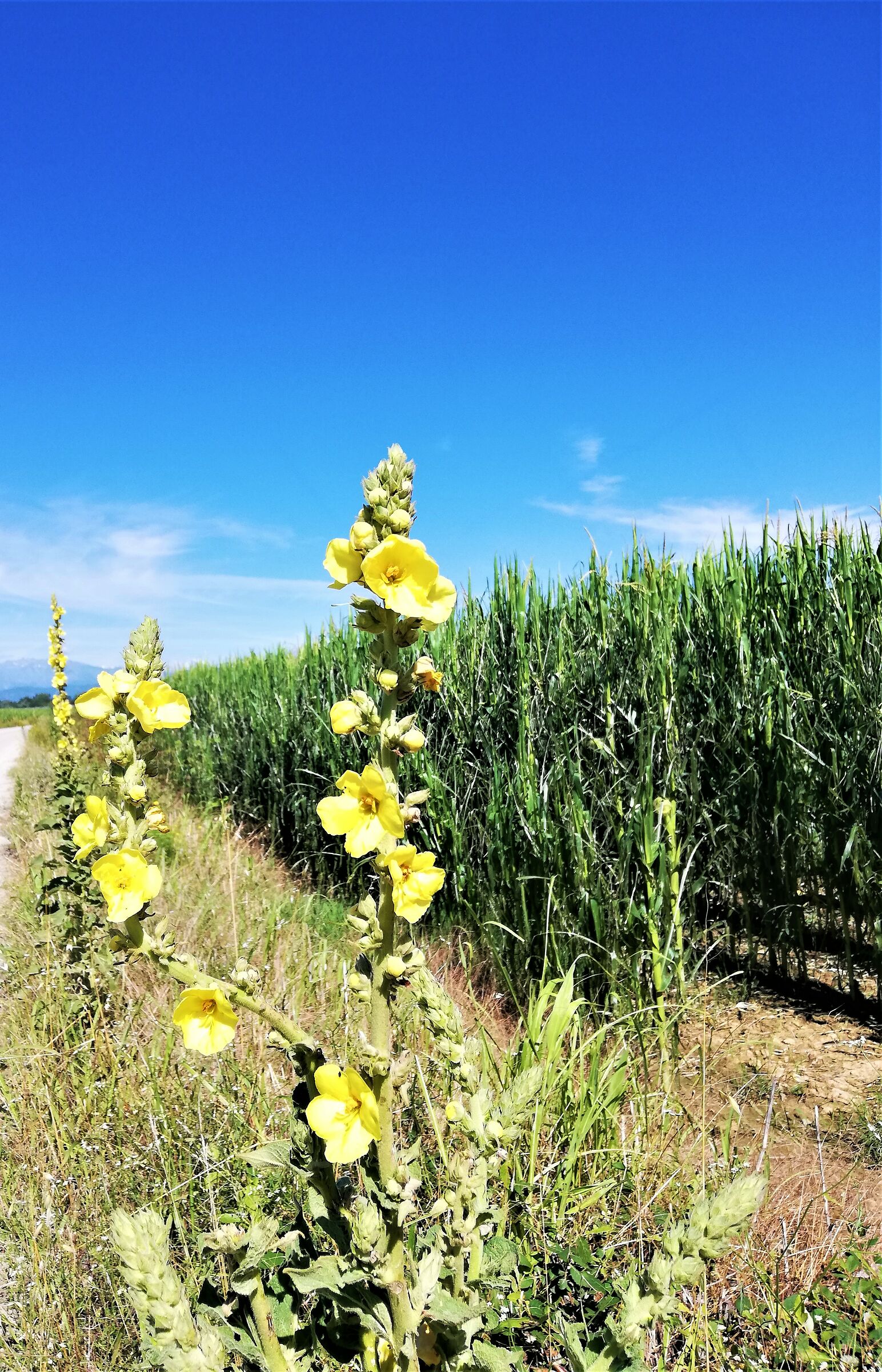 it's finally summer!!!