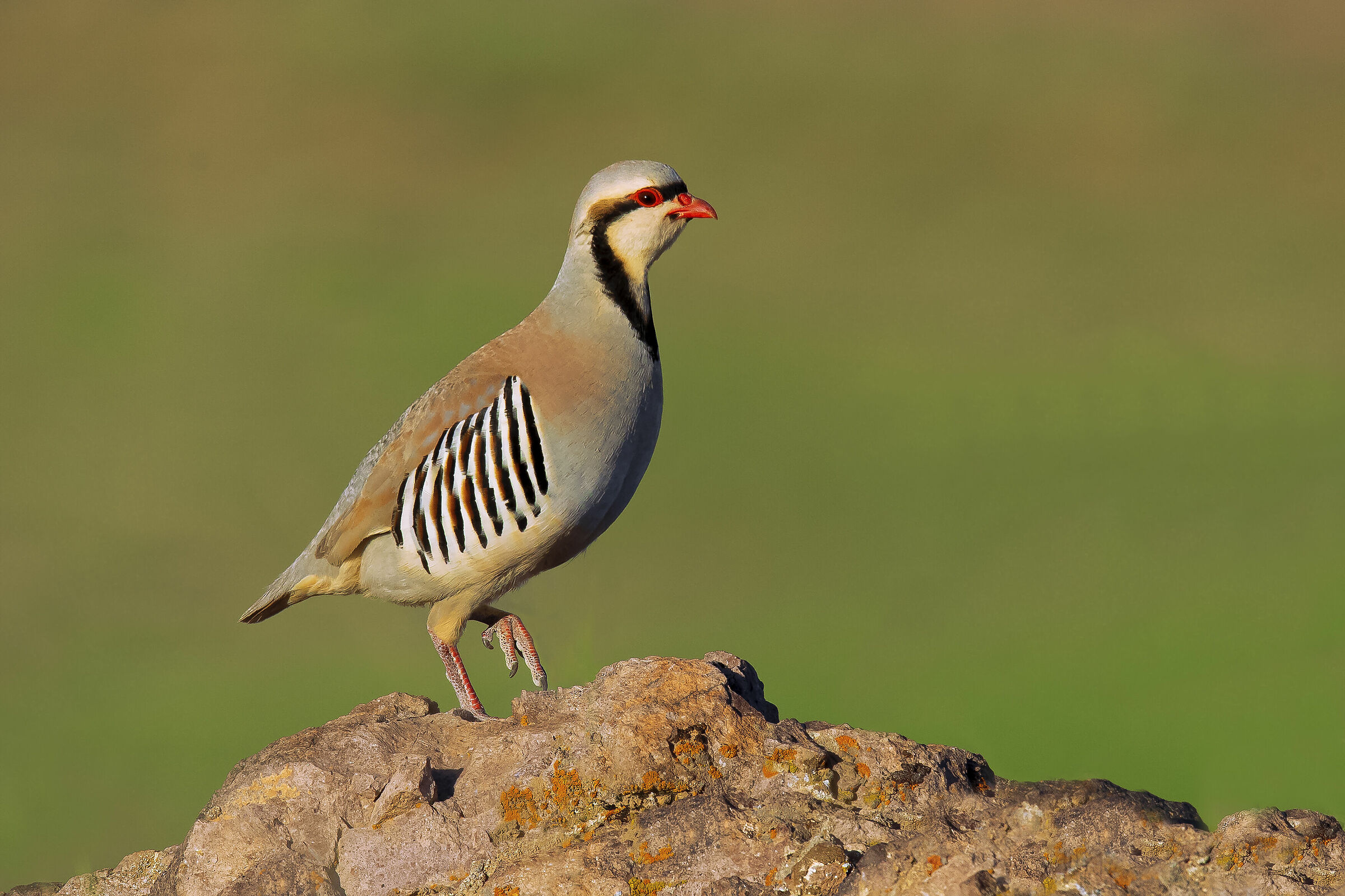 Alectoris chukar