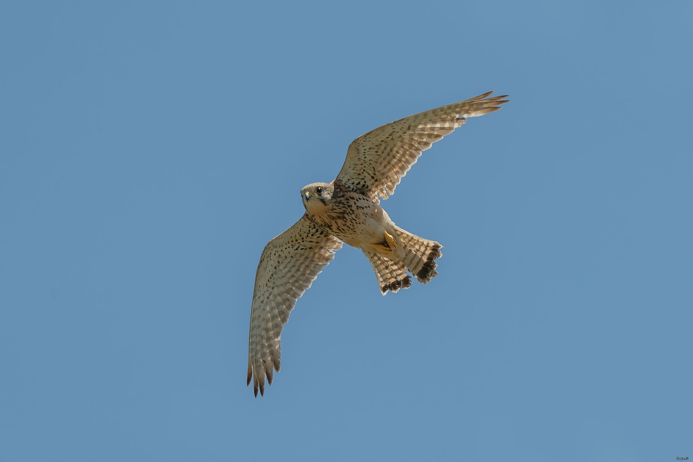 Kestrel