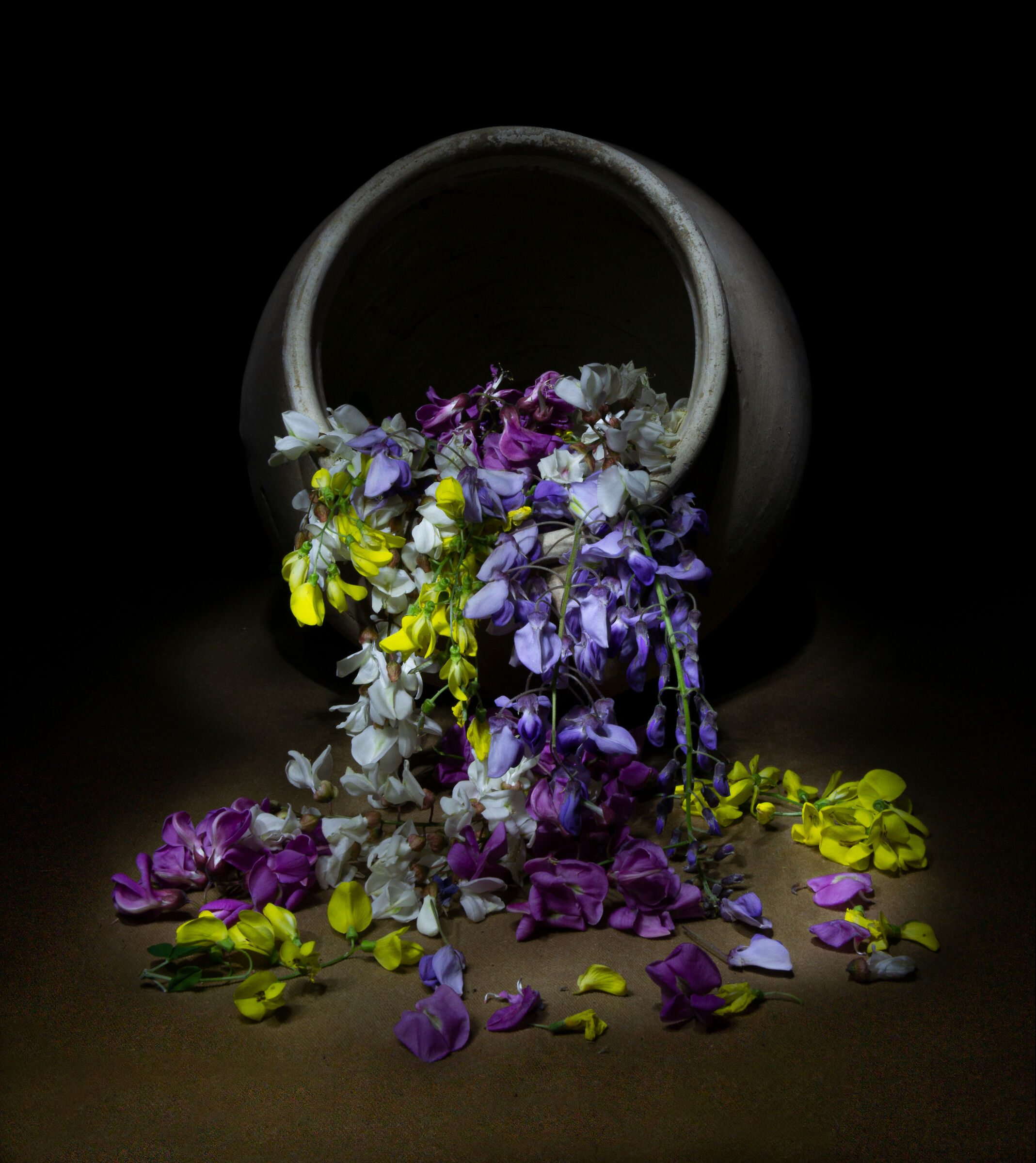 Fiori...light painting