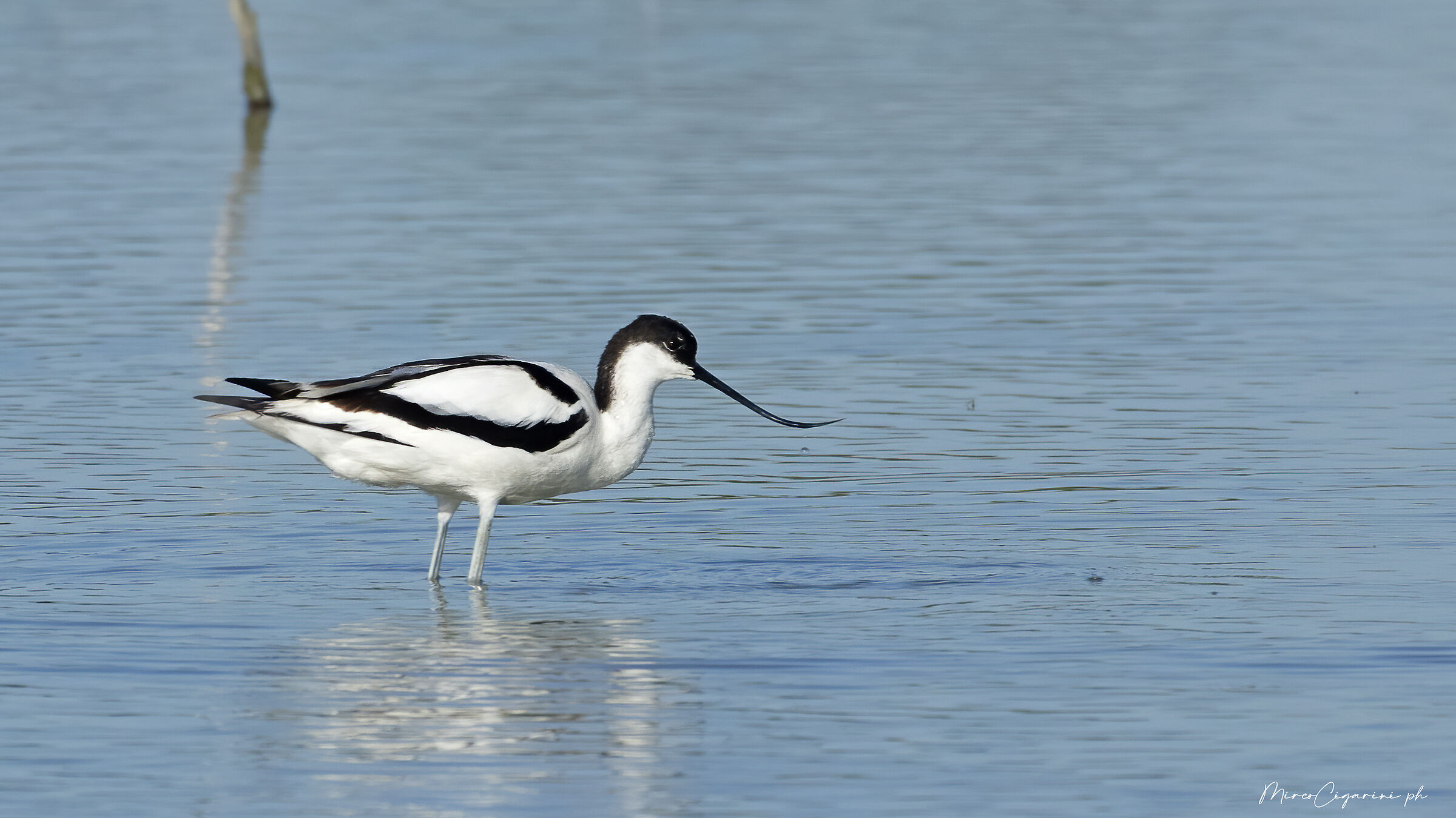 Avocetta