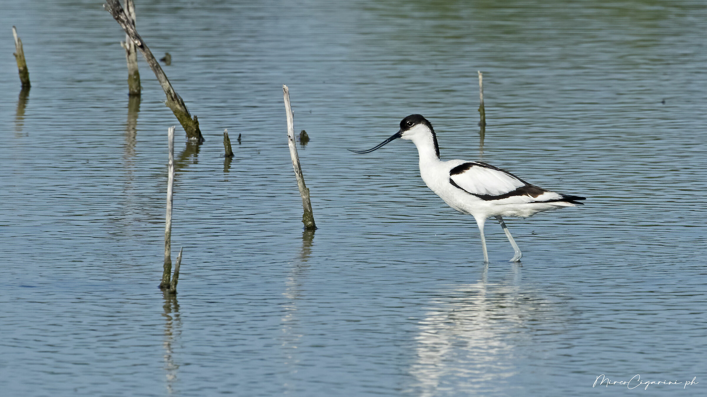 Avocetta